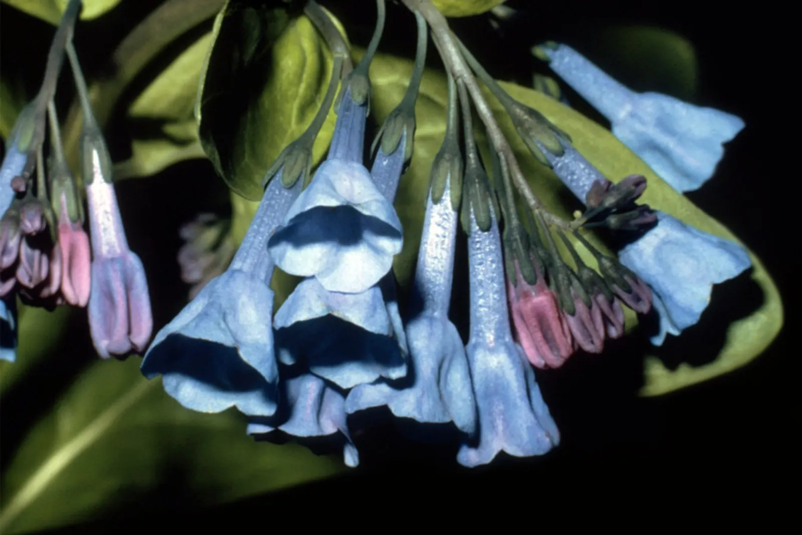 Virginia Bluebells (Mertensia Virginica) — Virginia Bluebells are deer-resistant; ideal for naturalistic and woodland gardens, image 150