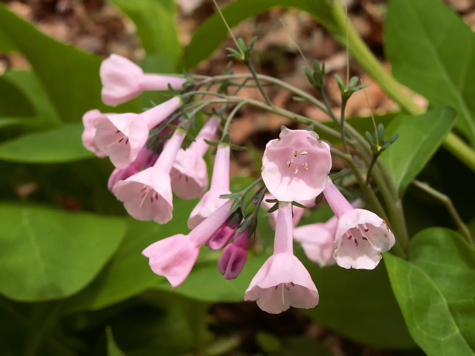 Virginia Bluebells (Mertensia Virginica) — the plant will go dormant