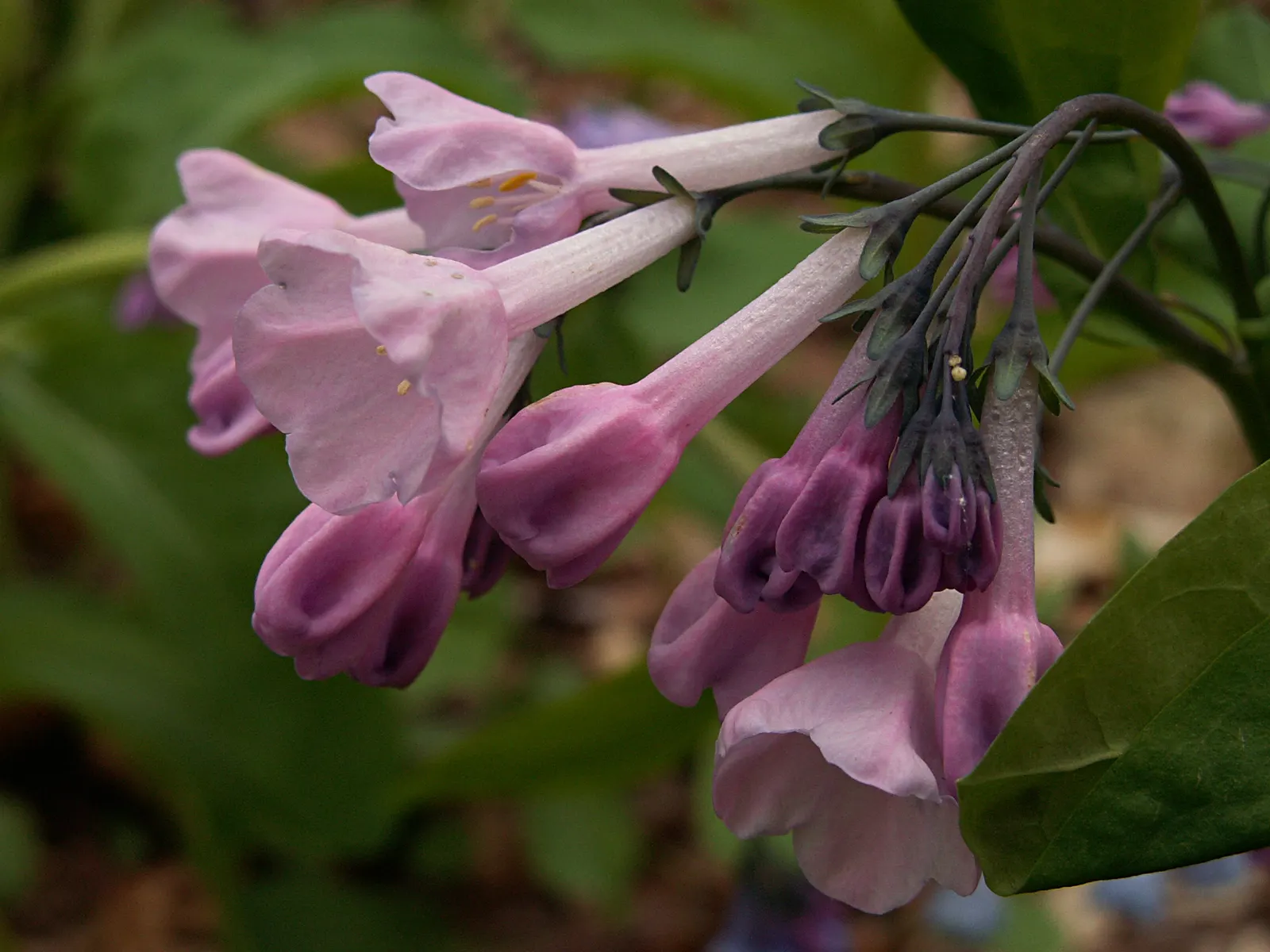 Virginia Bluebells (Mertensia Virginica) — blue flowers in the garden; presents a captivating spectacle in any garden with its pendulous bell-shaped flowers