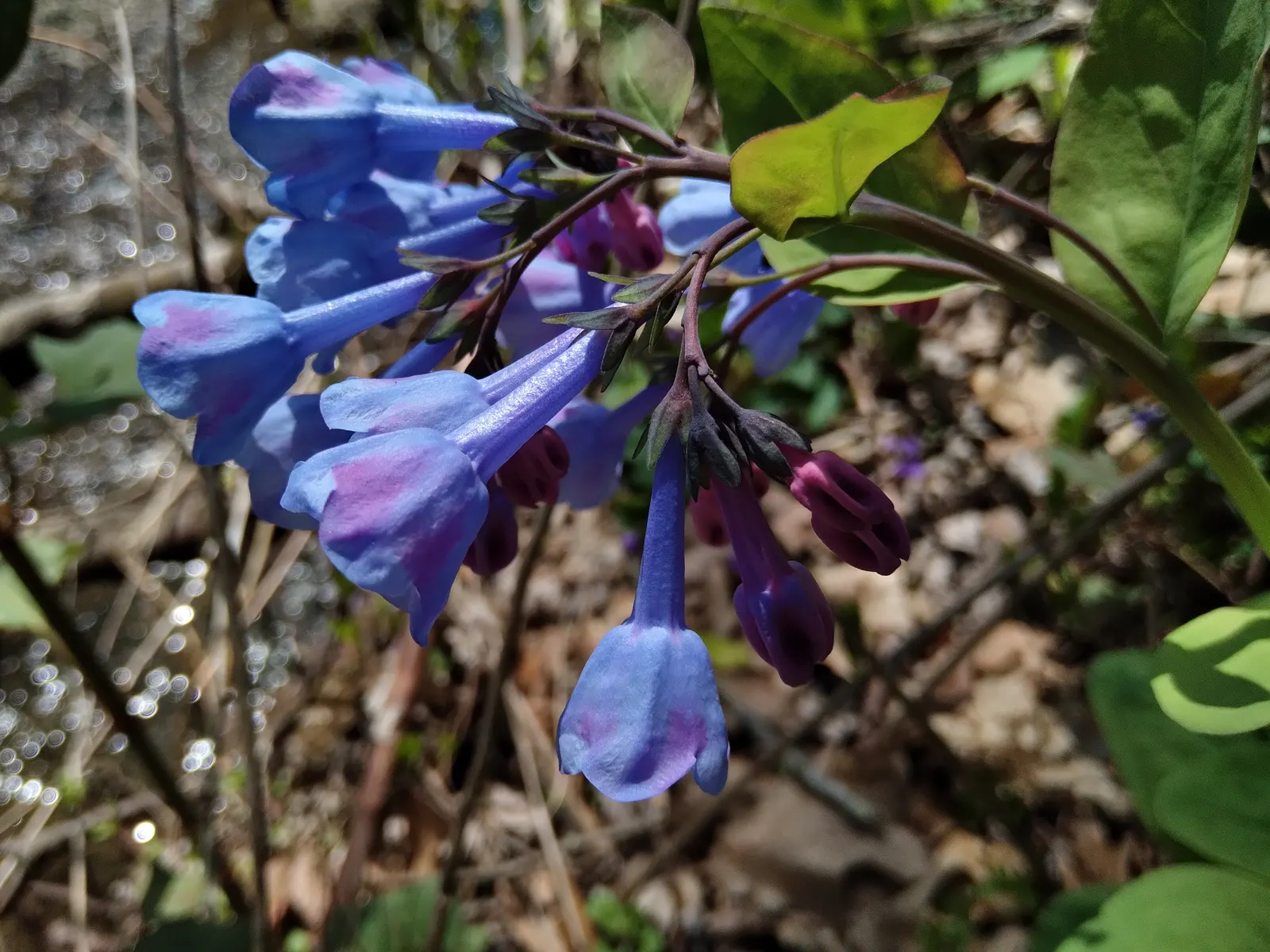 Virginia Bluebells (Mertensia Virginica) — mounded appearance when in bloom; the plant will go dormant, image 115