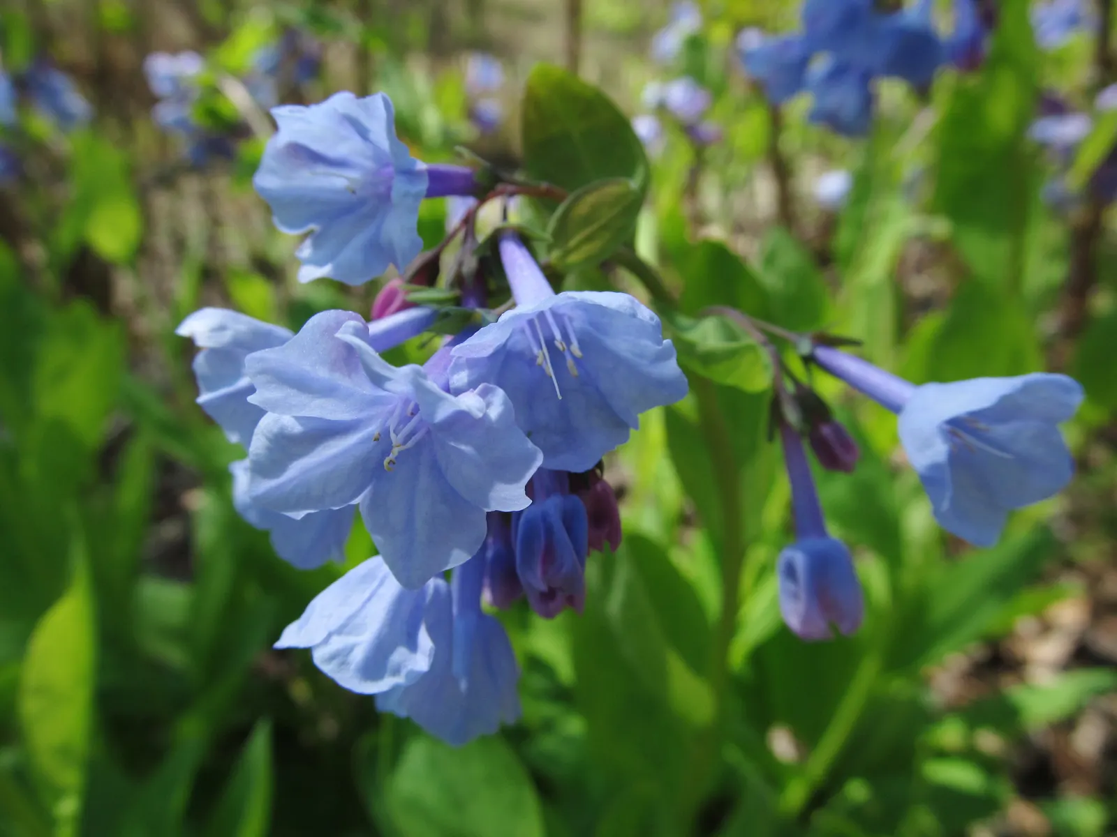 Virginia Bluebells (Mertensia Virginica) — mounded appearance when in bloom; the plant will go dormant, image 141