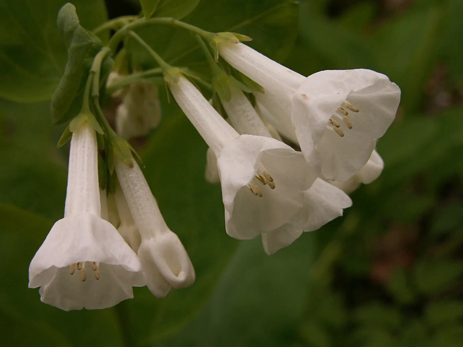 Virginia Bluebells (Mertensia Virginica) — Virginia Bluebells (Mertensia virginica) thrive in USDA zones 3-8; mature height reaches 18 to 24 inches, image 131