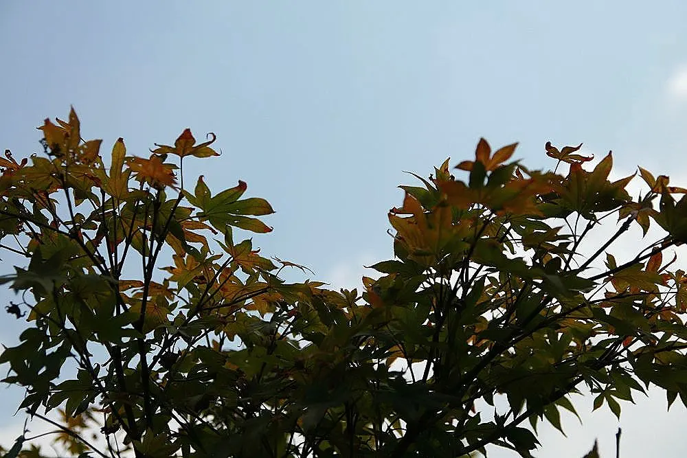 Fireglow Japanese Maple (Acer Palmatum 'Fireglow') — fiery red foliage that maintains color throughout summer