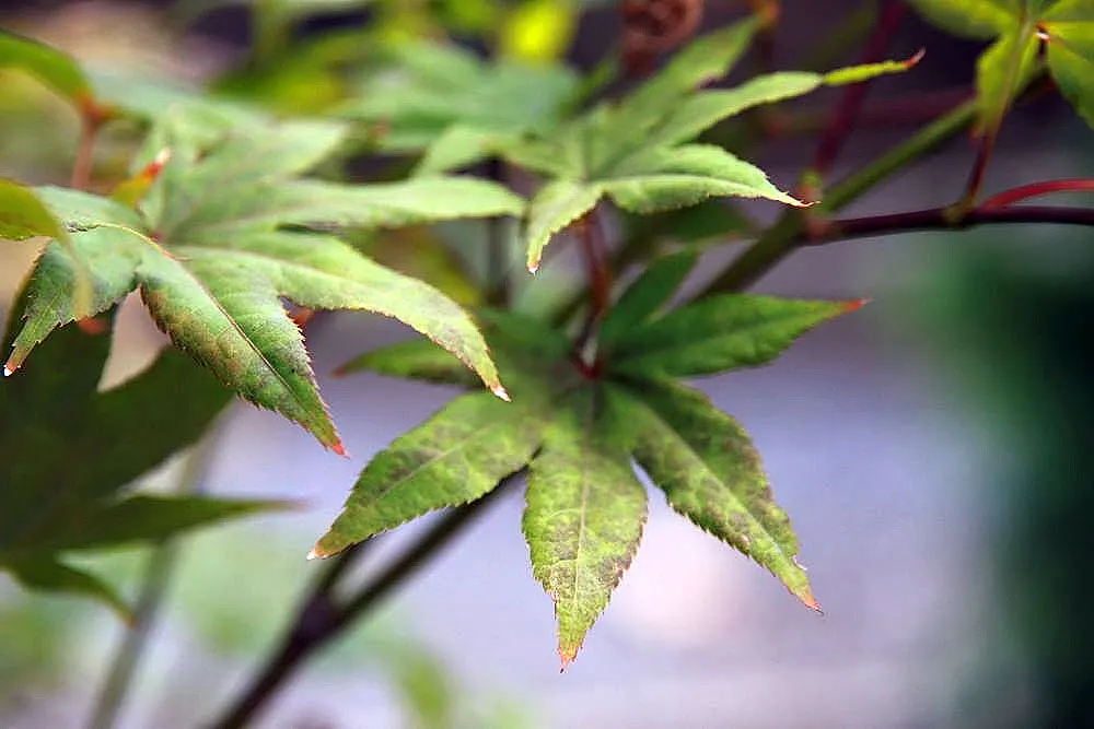 Fireglow Japanese Maple (Acer Palmatum 'Fireglow') — Thriving in USDA zones 5-9, it reaches up to 10 feet in height with an equal spread
