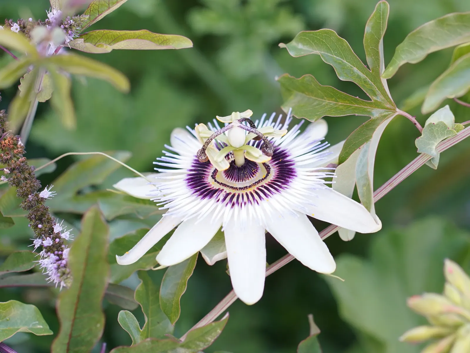 Blue Crown Passion Flower (Passiflora Caerulea) — A native to South America