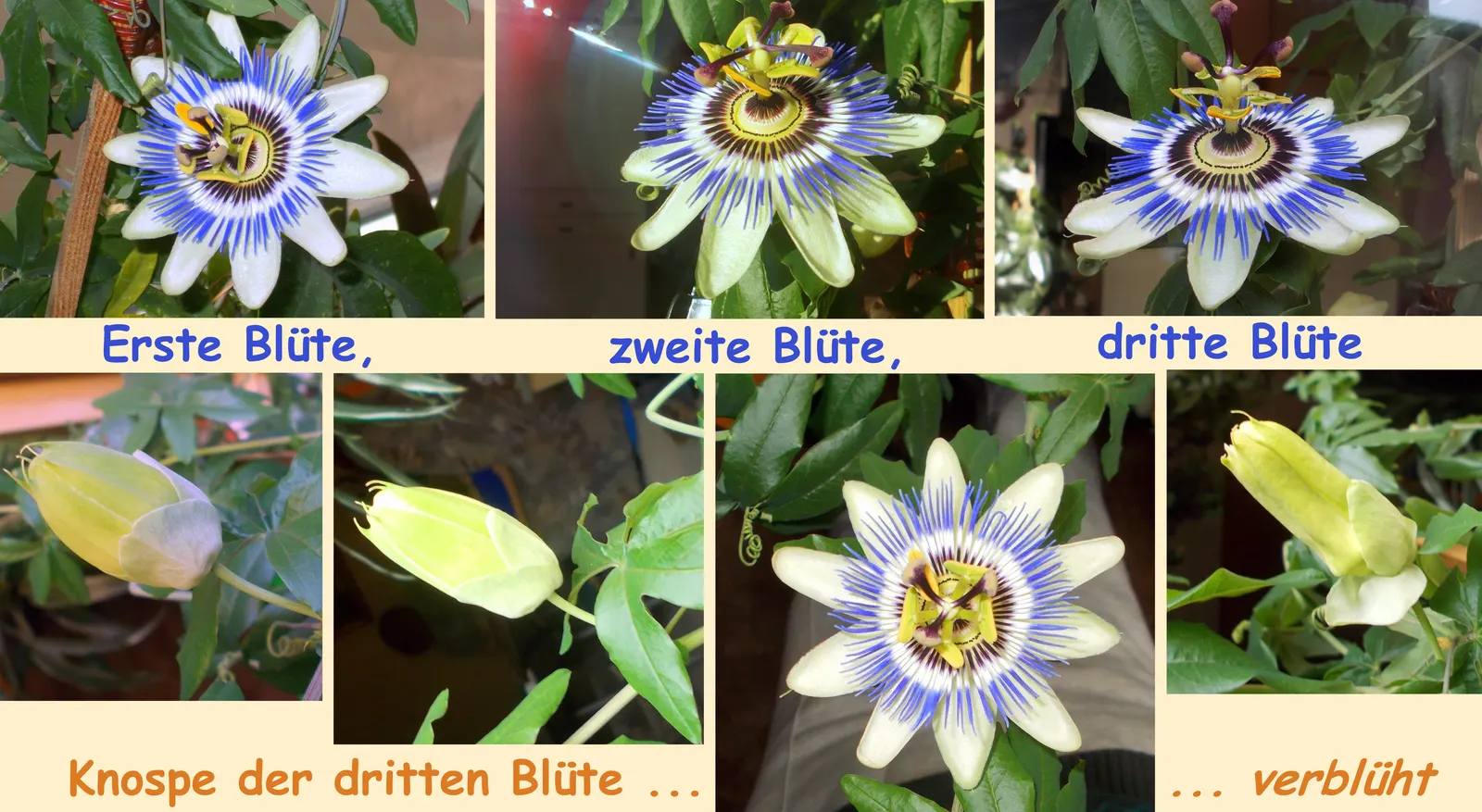 Blue Crown Passion Flower (Passiflora Caerulea) — A central crown of filaments gives rise to the common name; the flowers bloom from summer to, image 105