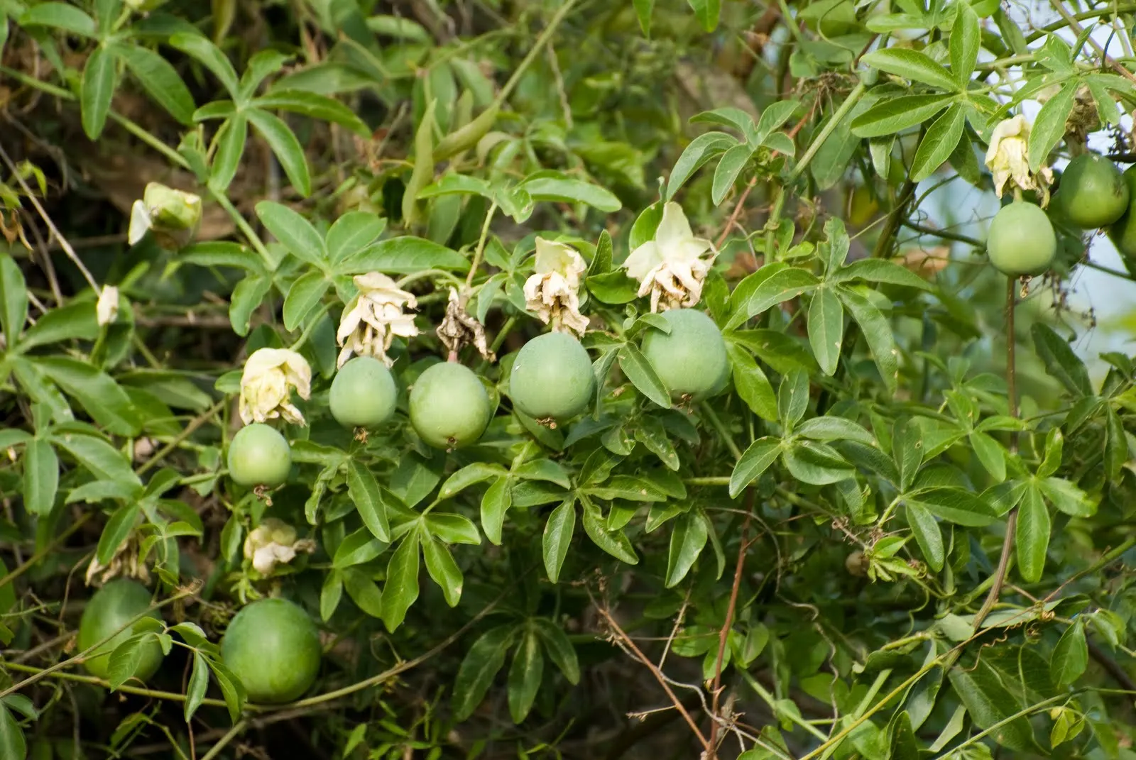 Blue Crown Passion Flower (Passiflora Caerulea) — blue and multi-colored and purple and white flowers in the garden; a native to South America, image 70