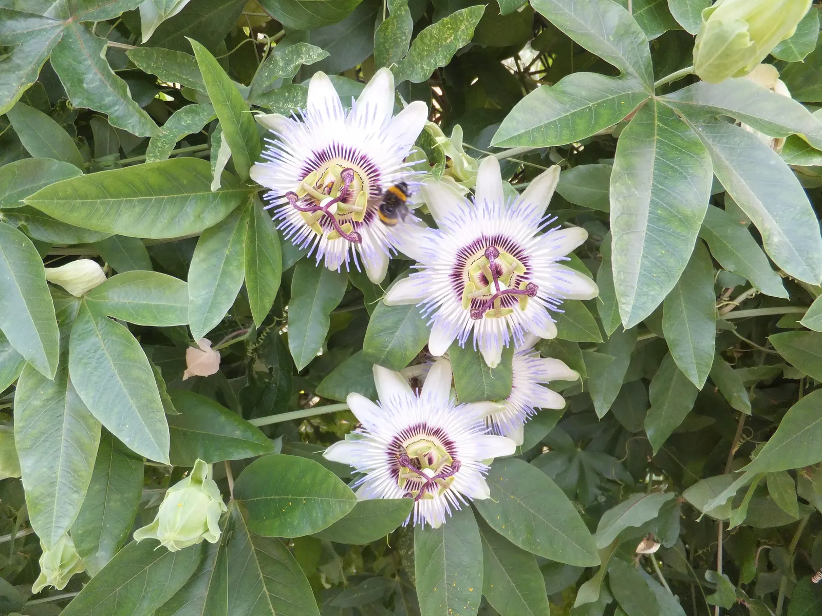 Blue Crown Passion Flower (Passiflora Caerulea) — ovate fruit approximately 2 to 3 inches in length; is a perennial climbing vine renowned for its, image 63