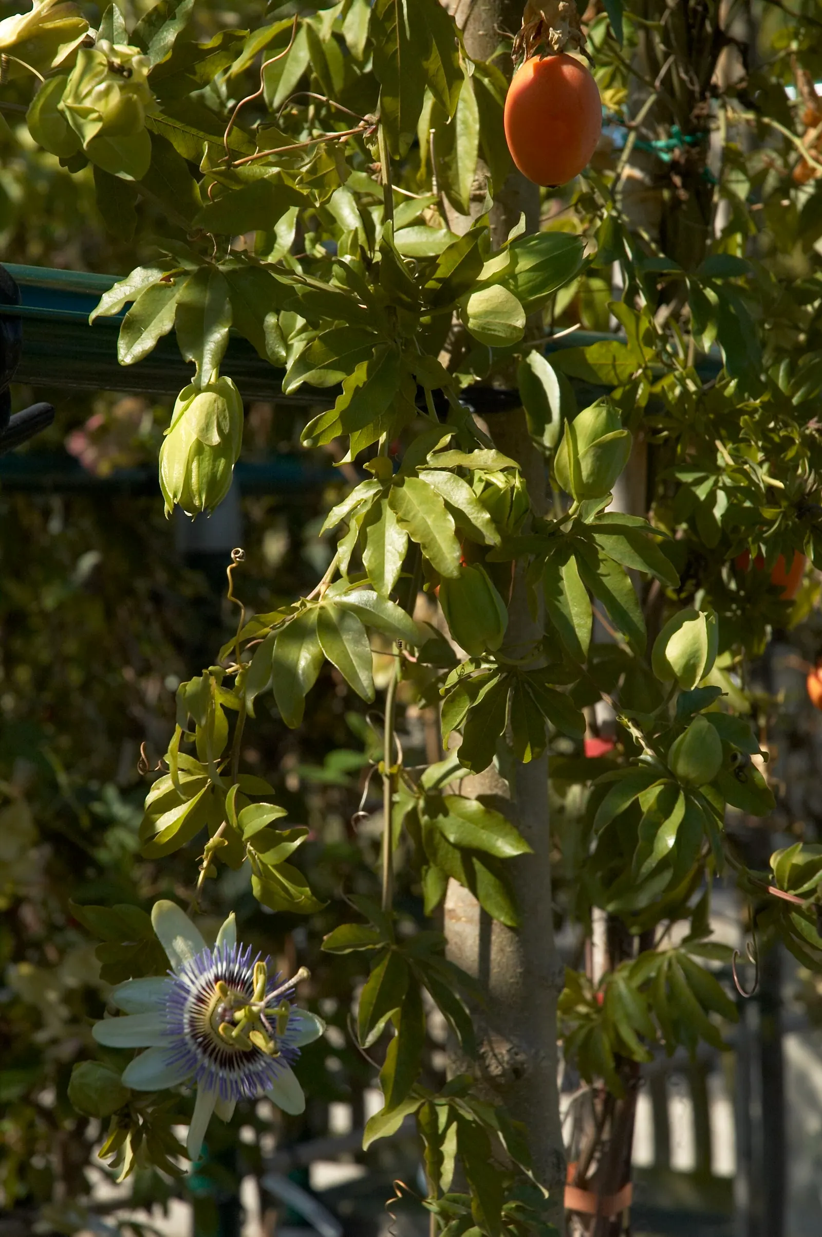 Blue Crown Passion Flower (Passiflora Caerulea) — Typical of vigorous climbers; these should be pruned if the focus is on promoting floral