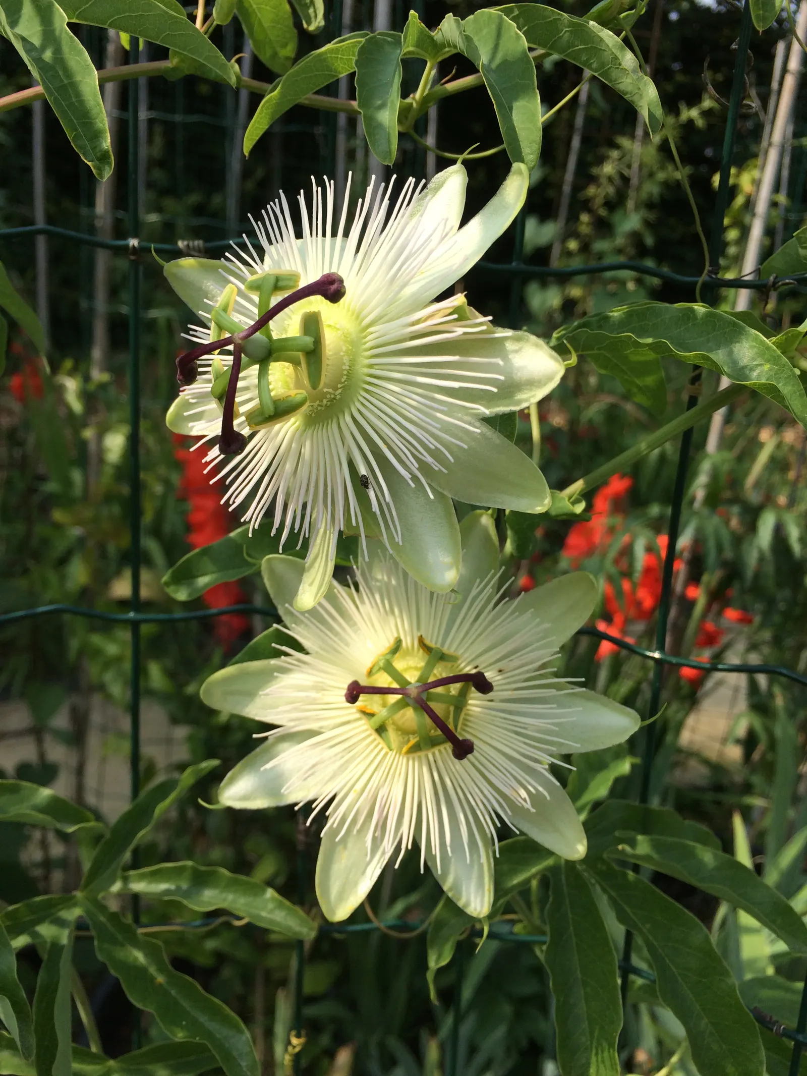 Blue Crown Passion Flower (Passiflora Caerulea) — ovate fruit approximately 2 to 3 inches in length; is a perennial climbing vine renowned for its striking
