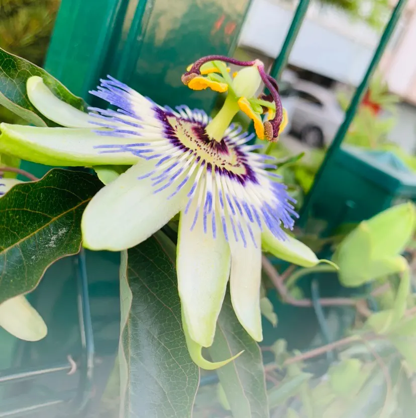 Blue Crown Passion Flower (Passiflora Caerulea) — surrounded by a ring of white petals and sepals that mimic a ruffled collar; with its striking, image 107