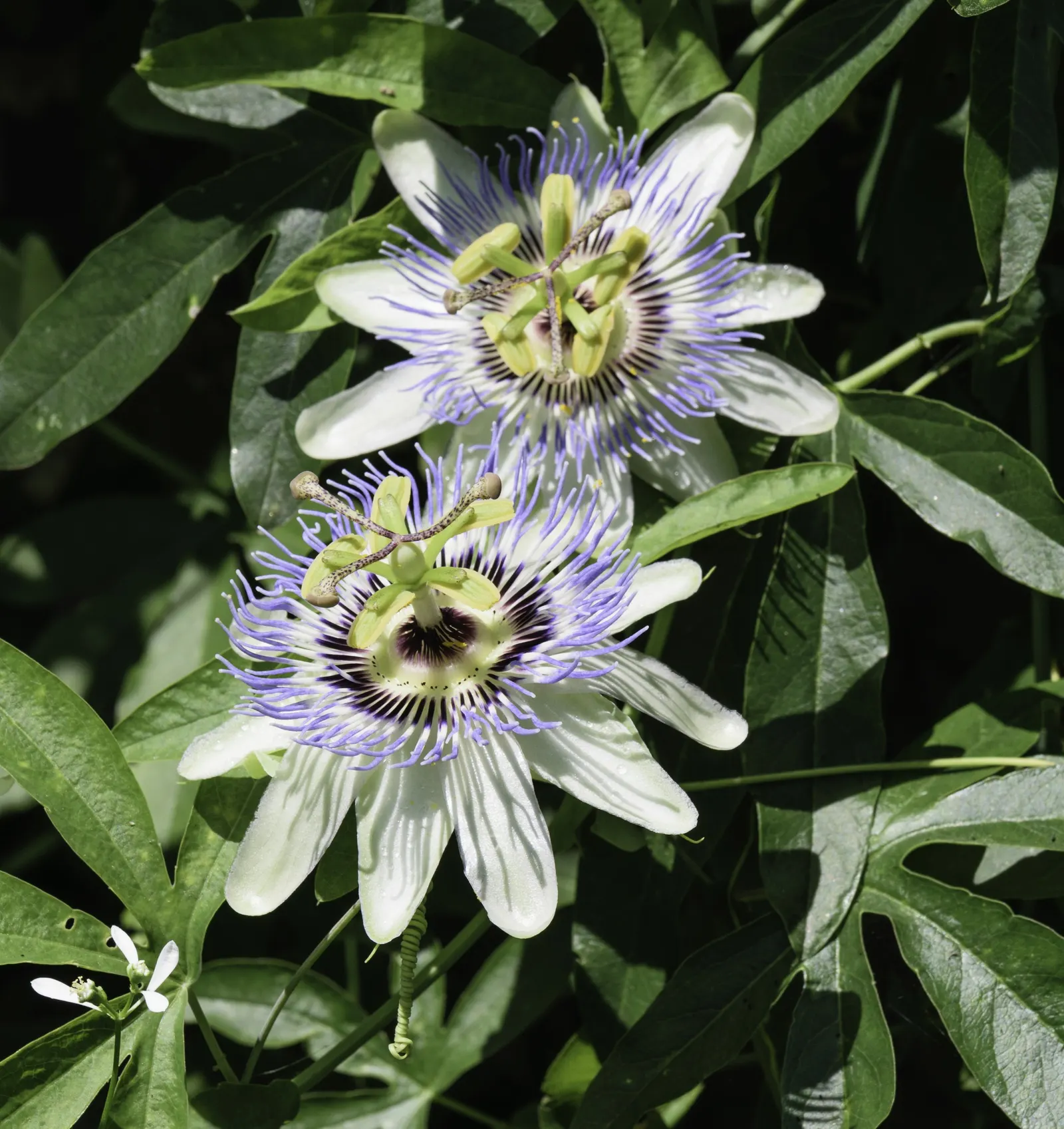 Blue Crown Passion Flower (Passiflora Caerulea) — vine with blue and multi-colored and purple and white blooms; this species produces orange