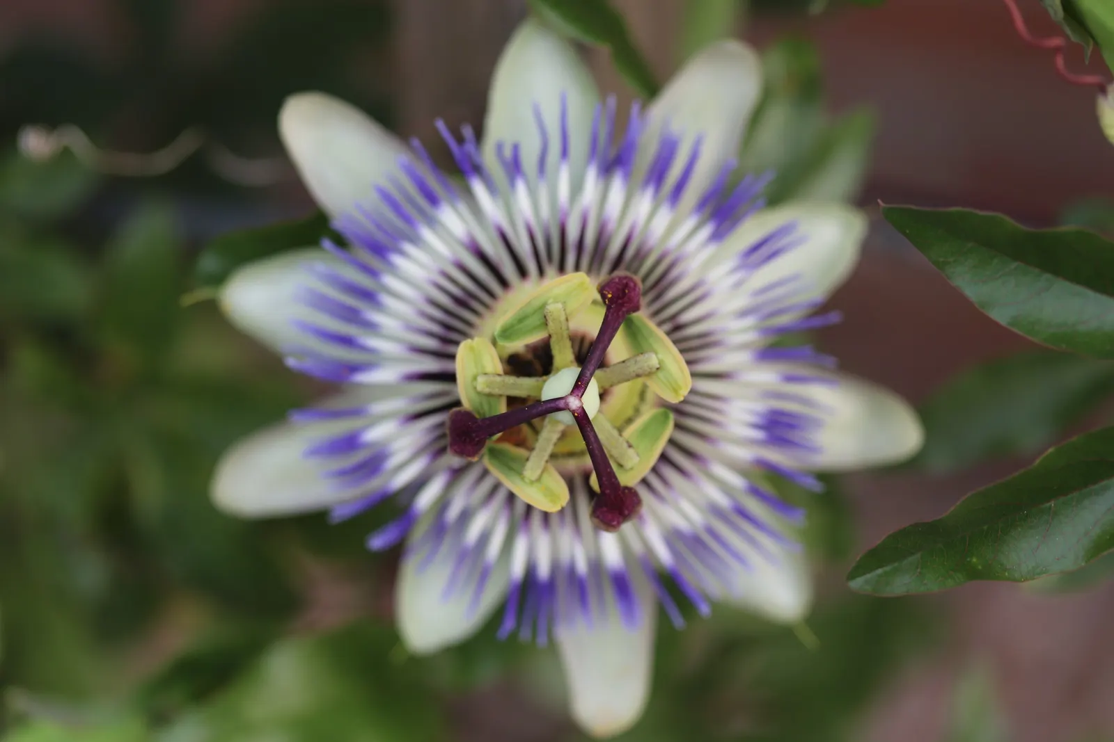 Blue Crown Passion Flower (Passiflora Caerulea) — although it is generally not considered palatable due to a rather bland taste; providing an extended display