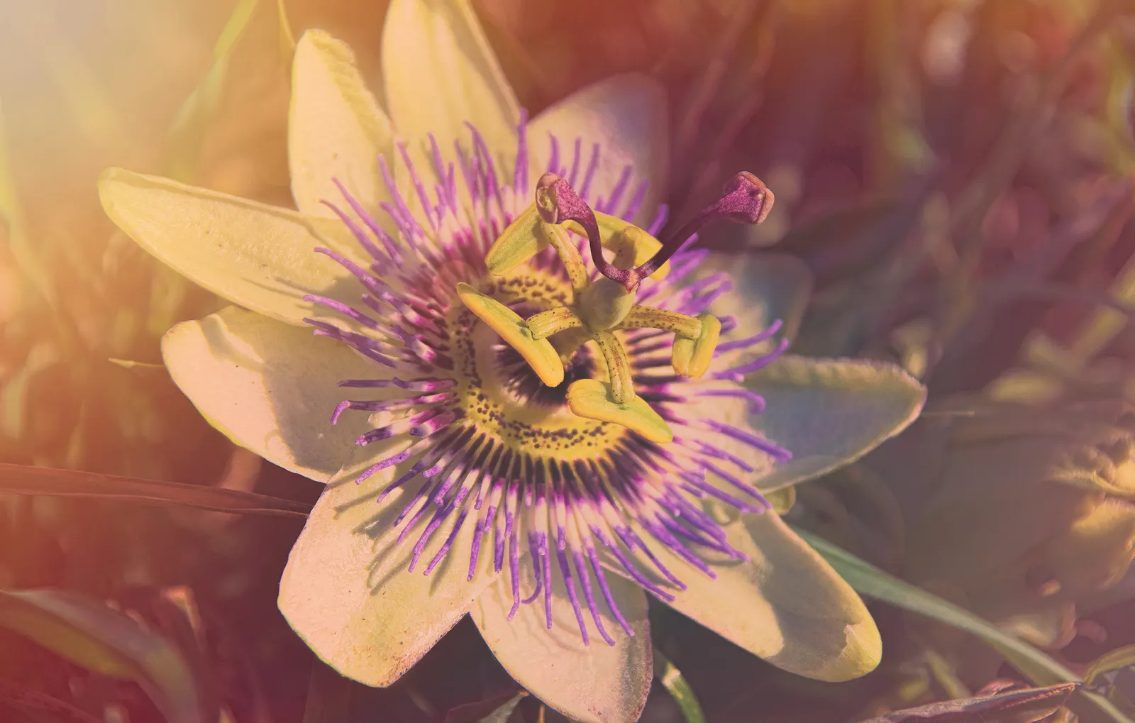 Blue Crown Passion Flower (Passiflora Caerulea) — To encourage robust growth, maintain a soil pH range from 6.1 to 7.5 and provide moderate watering, image 67