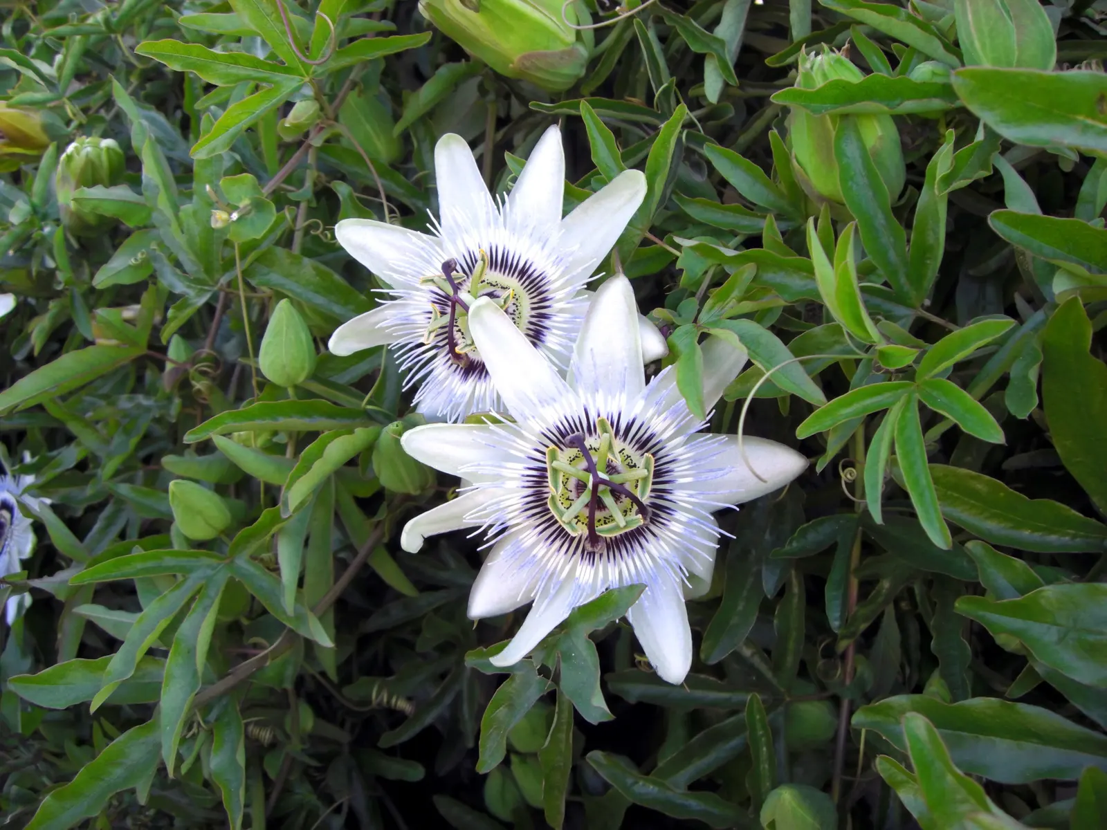 Blue Crown Passion Flower (Passiflora Caerulea) — Space at 6-8 feet intervals for optimal growth