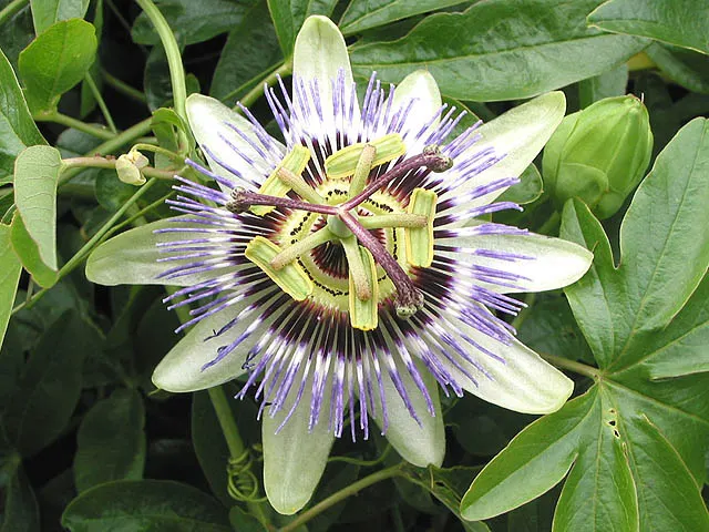 Blue Crown Passion Flower (Passiflora Caerulea) — Space at 6-8 feet intervals for optimal growth; which typically spans 3 to 4 inches across