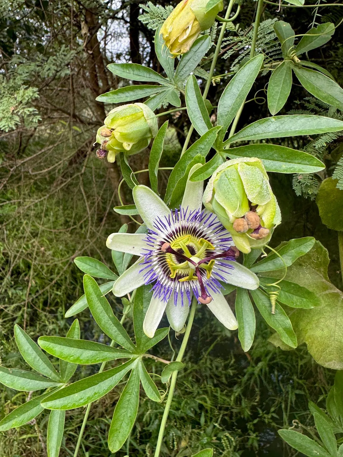 Blue Crown Passion Flower (Passiflora Caerulea) — The flowers bloom from summer to early fall