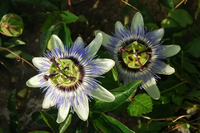 Blue Crown Passion Flower (Passiflora Caerulea) — This plant offers a tropical flair and attracts pollinators but is frost-sensitive