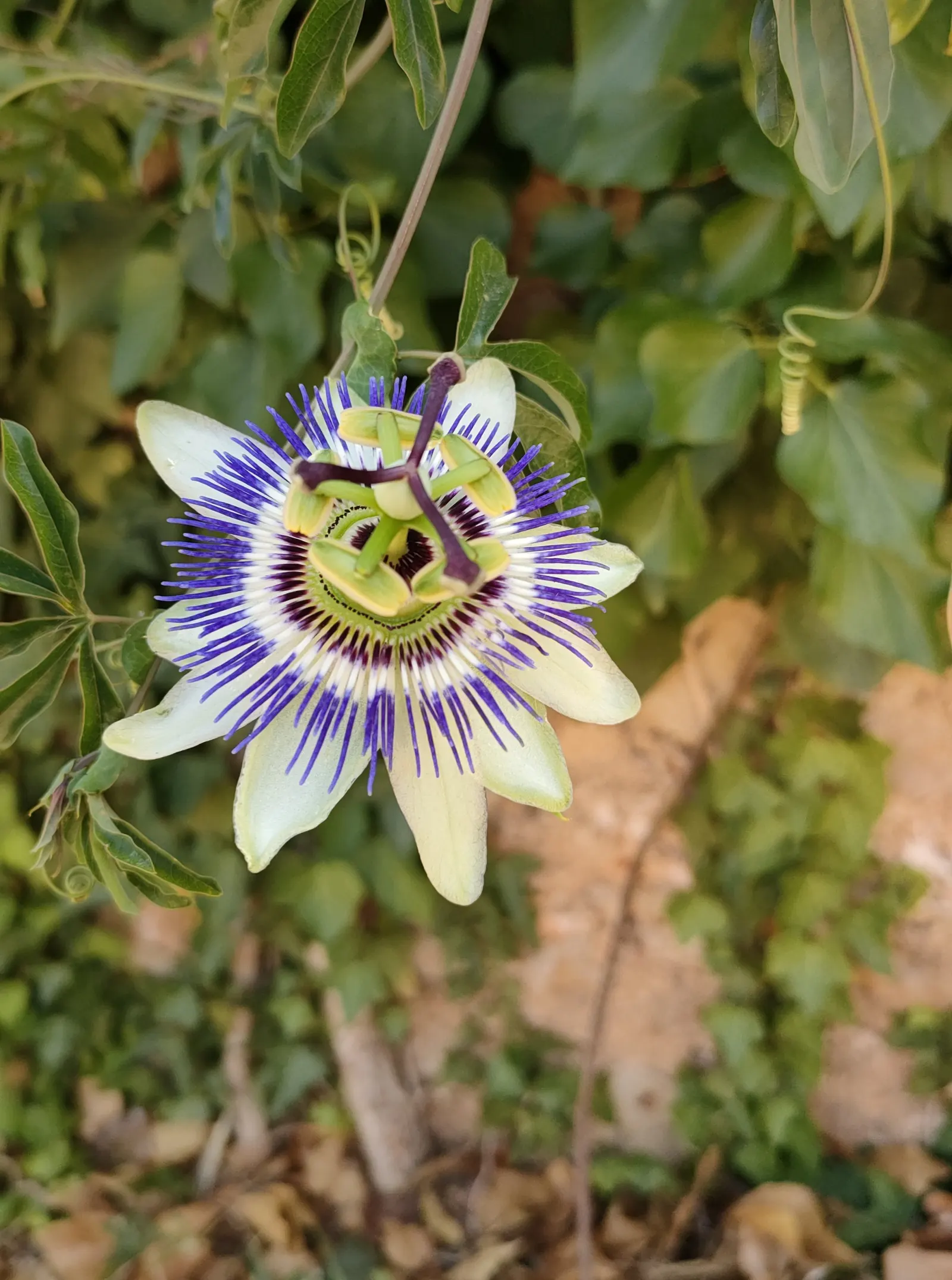 Blue Crown Passion Flower (Passiflora Caerulea) — blue and multi-colored and purple and white flowers in the garden; a native to South America, image 94