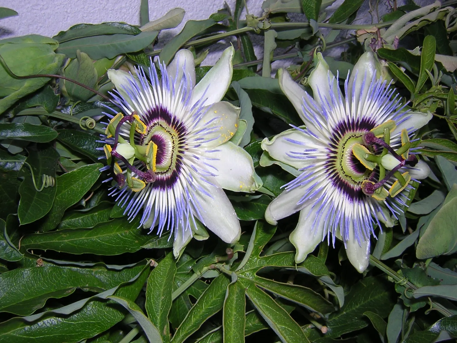 Blue Crown Passion Flower (Passiflora Caerulea) — providing an extended display of exotic beauty.<br><br>Additionally; although it is generally not considered