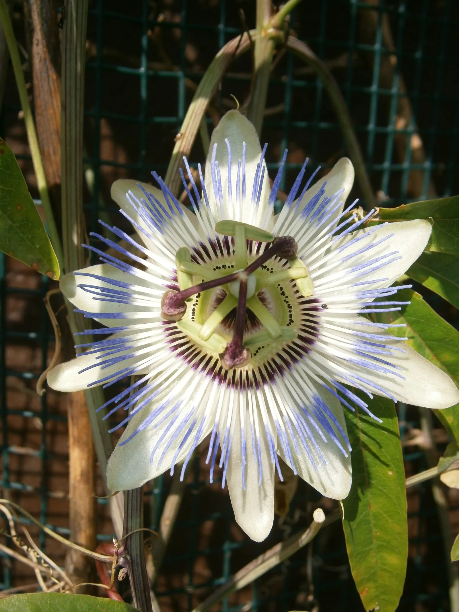 Blue Crown Passion Flower (Passiflora Caerulea) — Typical of vigorous climbers; these should be pruned if the focus is on promoting floral, image 68
