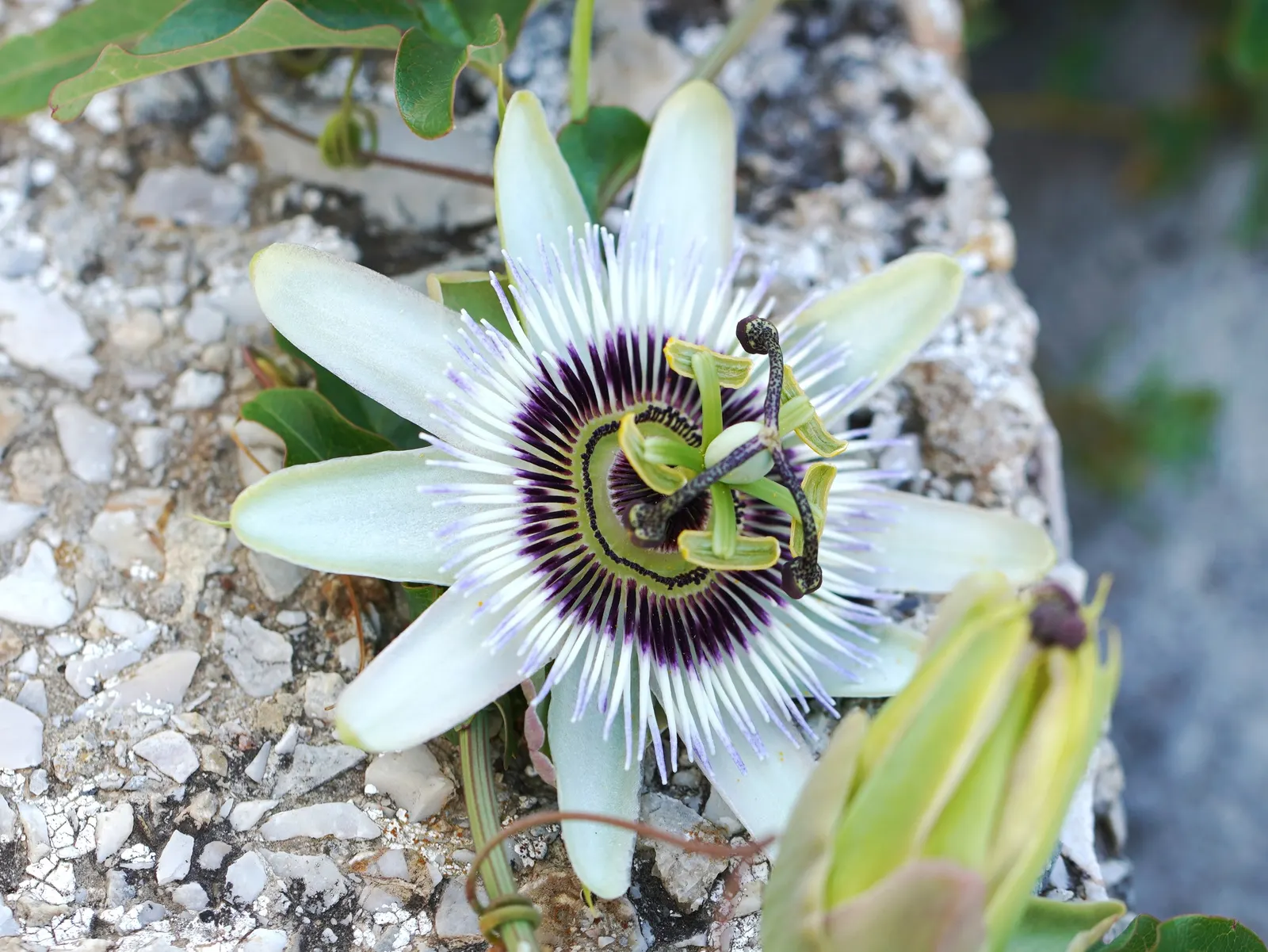 Blue Crown Passion Flower (Passiflora Caerulea) — The flowers bloom from summer to early fall; a central crown of filaments gives rise to the, image 84