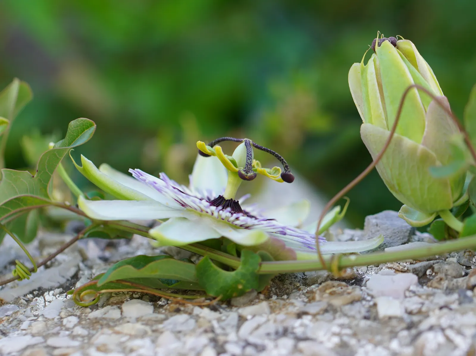 Blue Crown Passion Flower (Passiflora Caerulea) — Passiflora caerulea prefers well-drained soil and thrives when planted in full sun to partial, image 66
