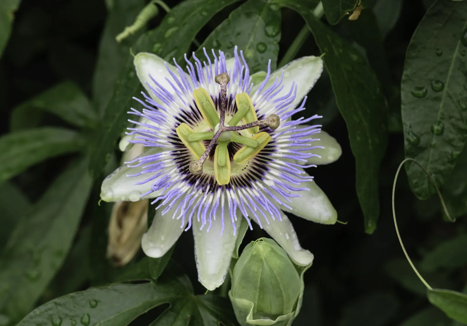 Blue Crown Passion Flower (Passiflora Caerulea) — surrounded by a ring of white petals and sepals that mimic a ruffled collar; with its striking, image 59
