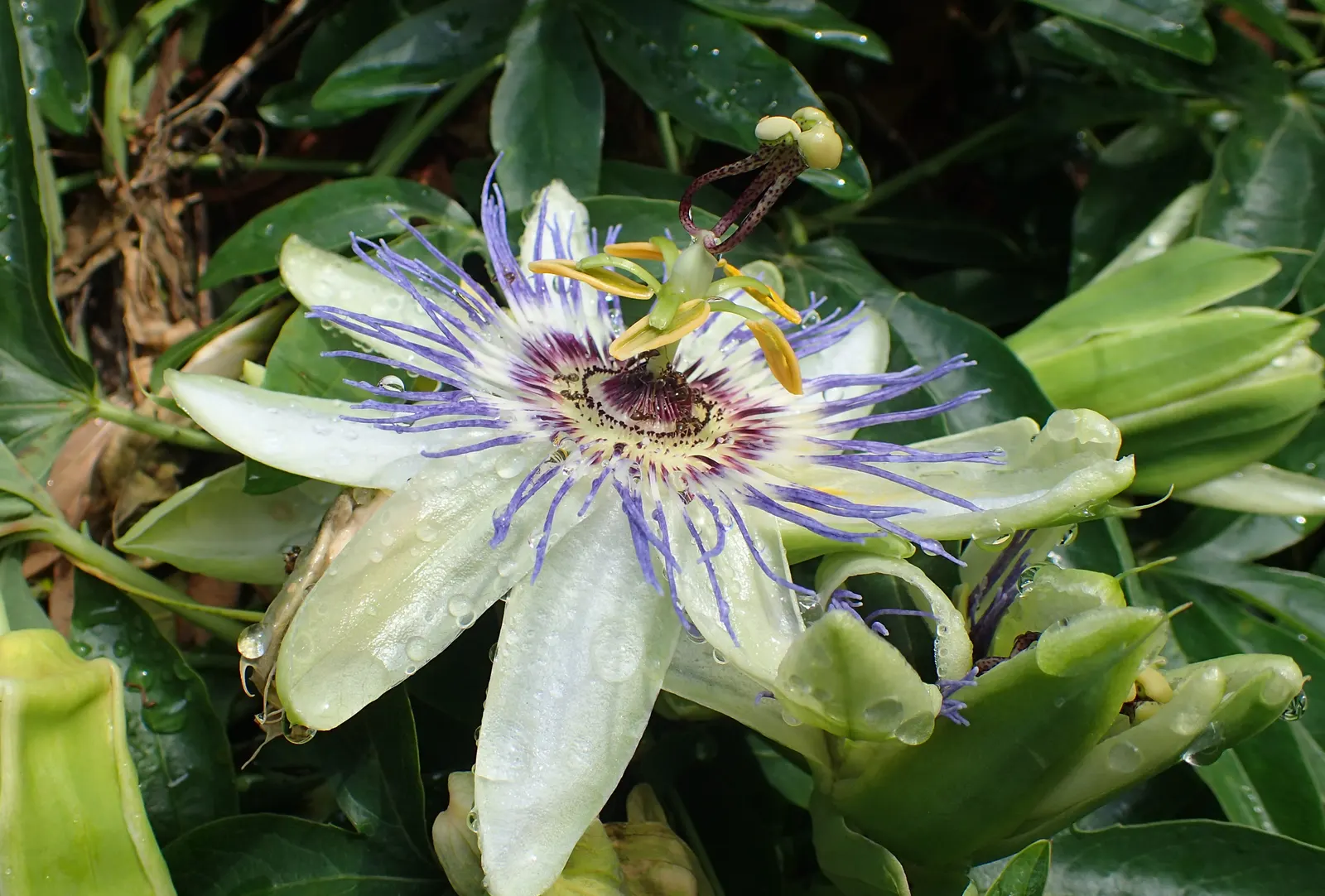 Blue Crown Passion Flower (Passiflora Caerulea) — vine for full