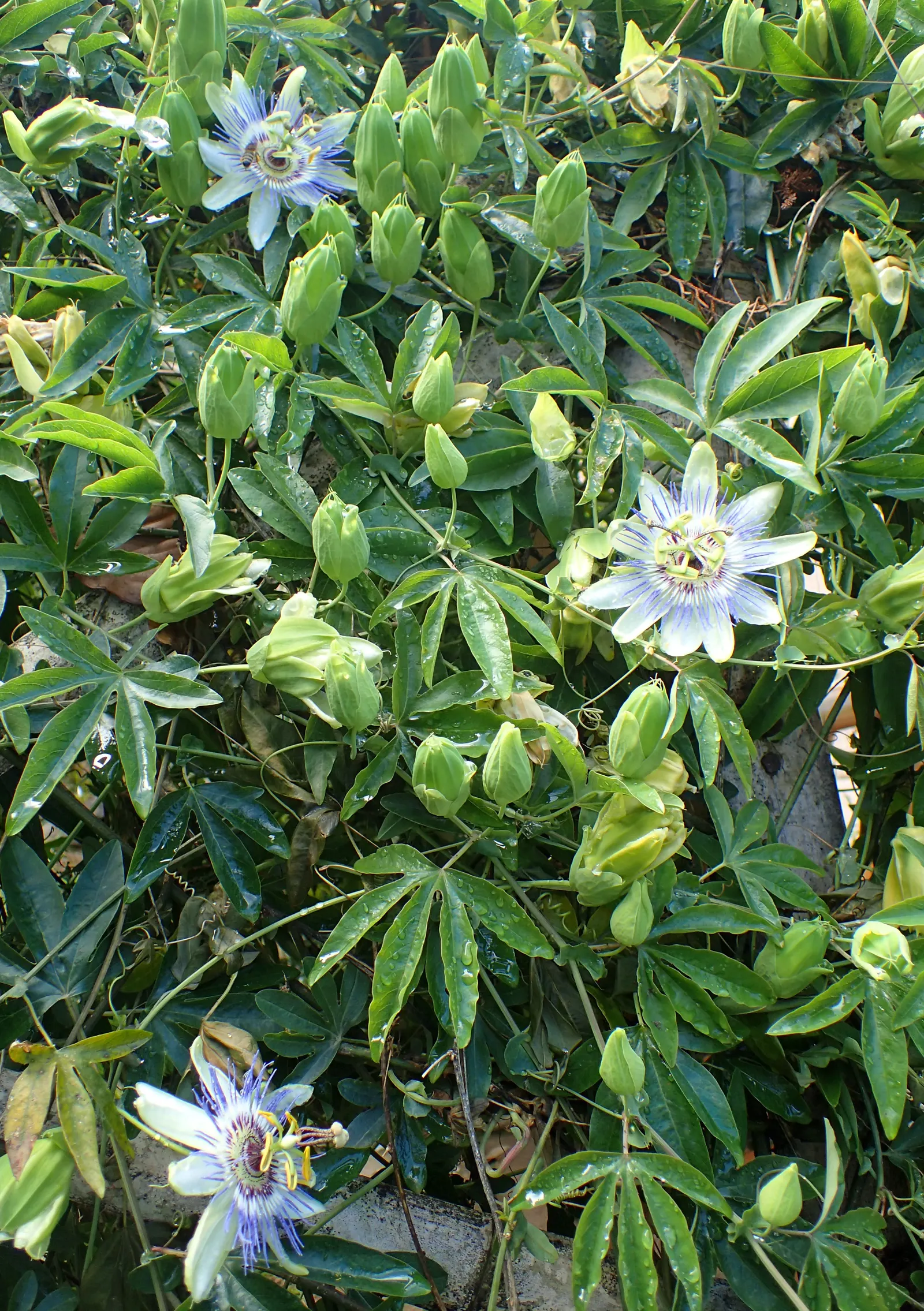 Blue Crown Passion Flower (Passiflora Caerulea) — Hardy in USDA zones 7-10, it thrives in full sun to partial shade and prefers well-drained soil; passiflora