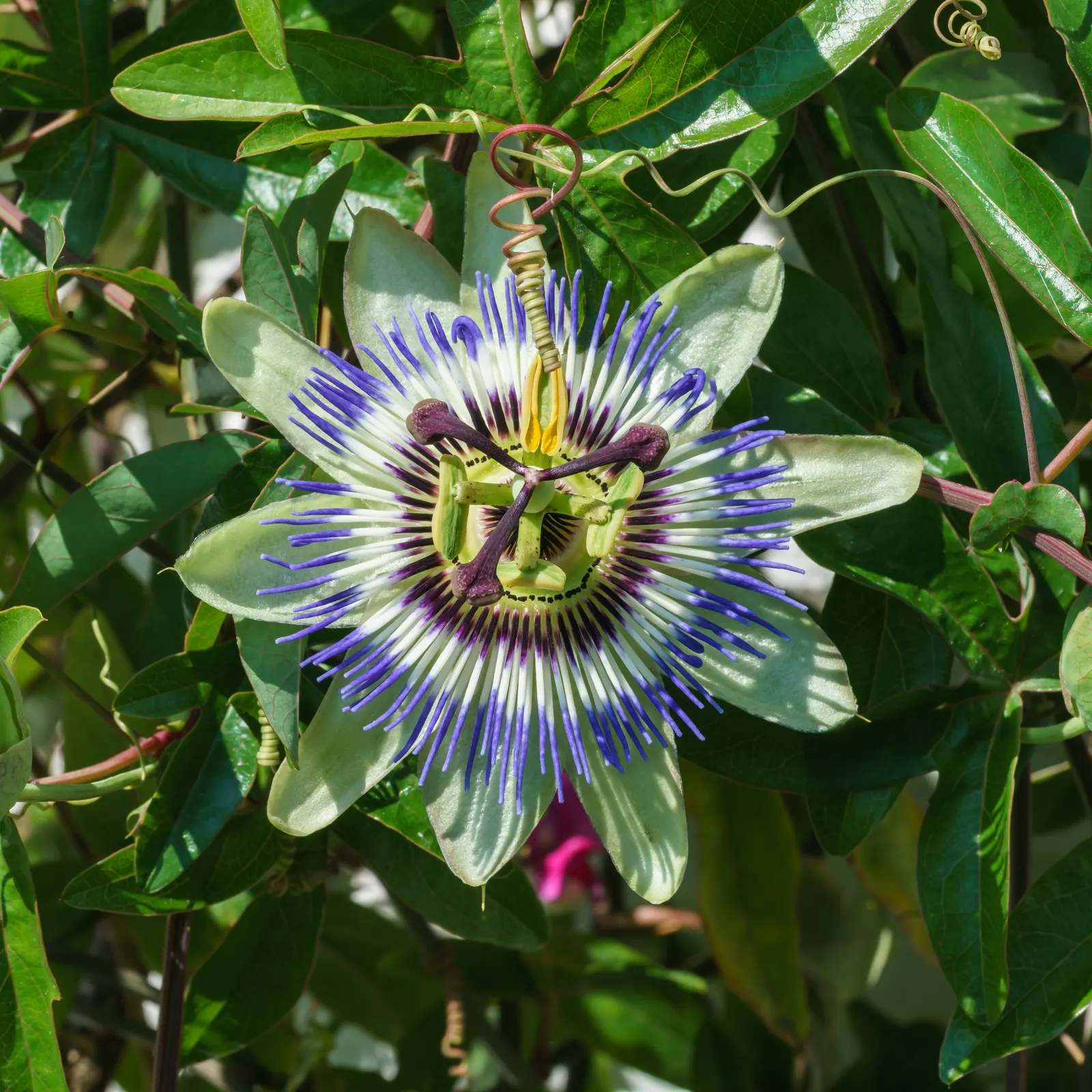 Blue Crown Passion Flower (Passiflora Caerulea) — vine with blue and multi-colored and purple and white blooms