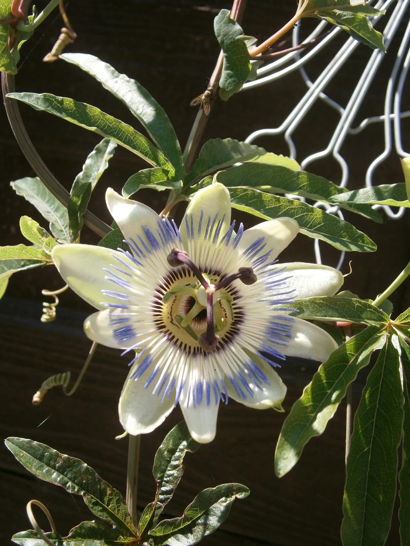 Blue Crown Passion Flower (Passiflora Caerulea) — Passiflora caerulea prefers well-drained soil and thrives when planted in full sun to partial, image 90