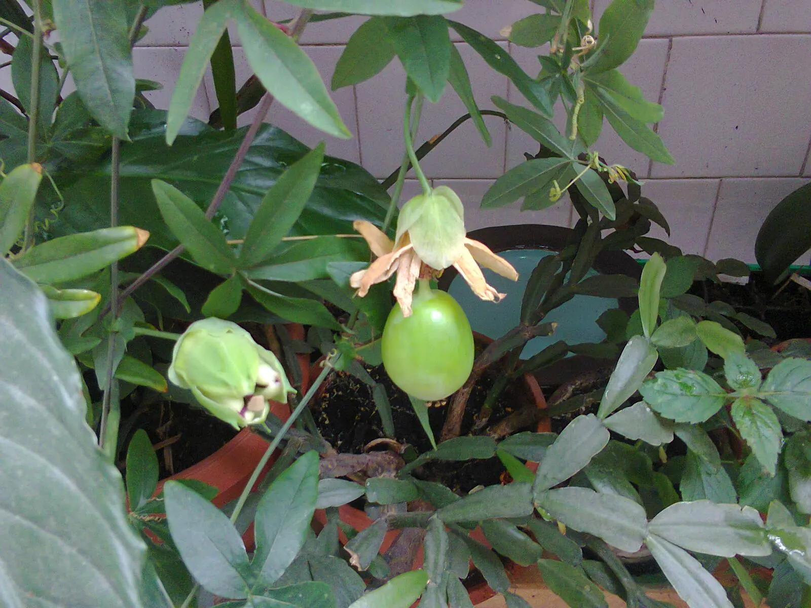 Blue Crown Passion Flower (Passiflora Caerulea) — ovate fruit approximately 2 to 3 inches in length