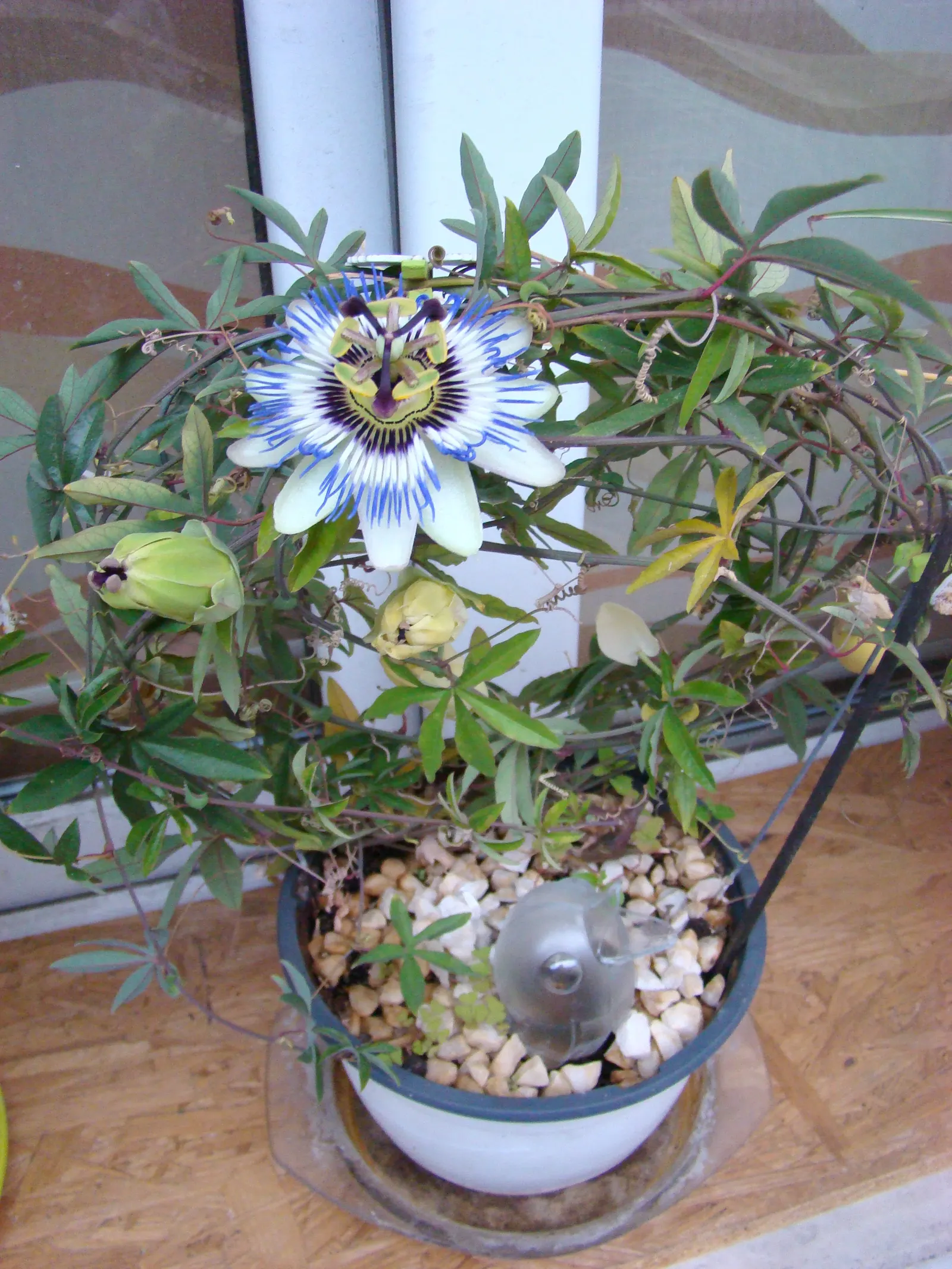 Blue Crown Passion Flower (Passiflora Caerulea) — vine for full; a living tapestry that will captivate onlookers and serve as a unique conversation piece