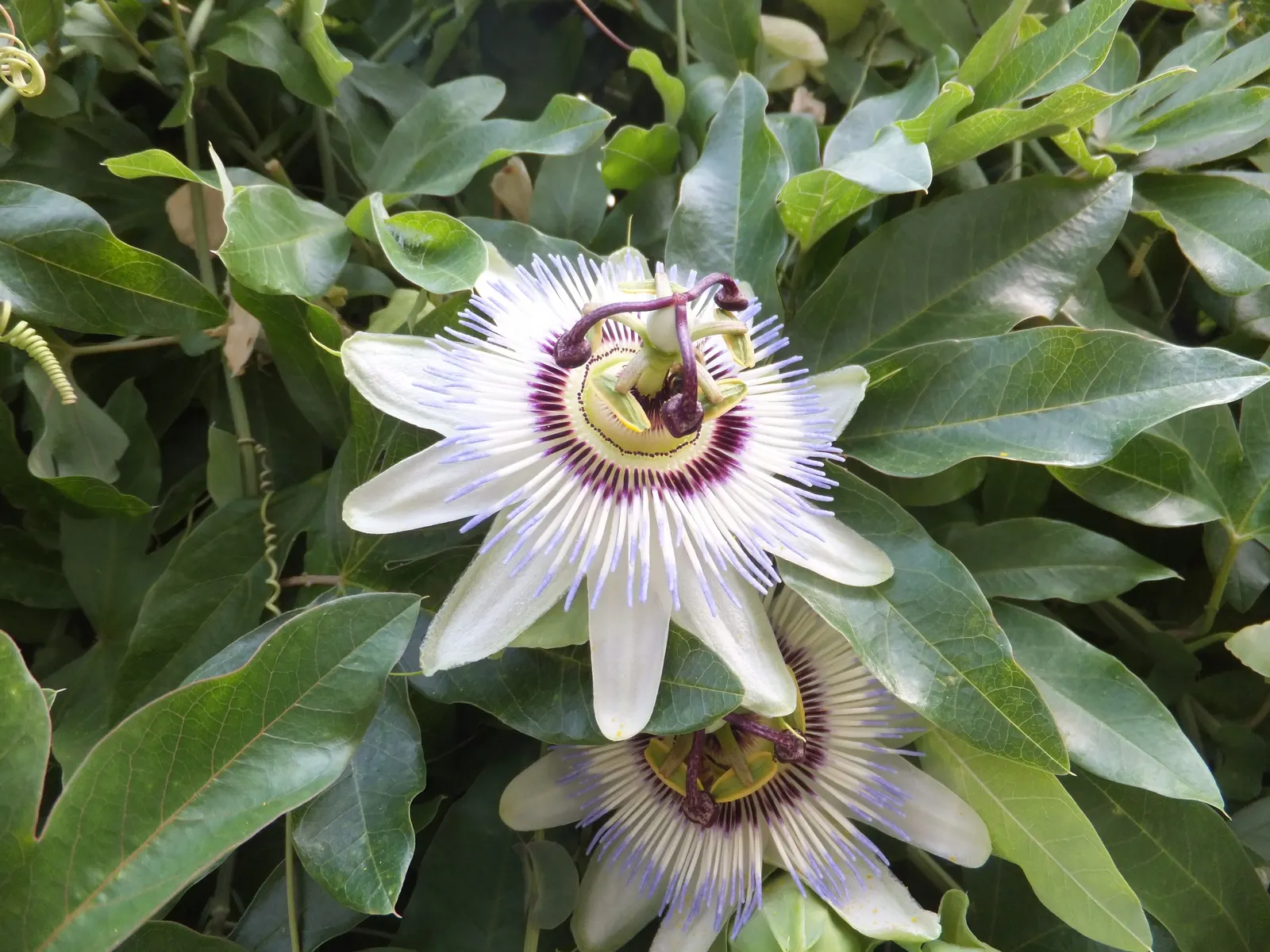 Blue Crown Passion Flower (Passiflora Caerulea) — A native to South America; blue and multi-colored and purple and white flowers in the garden, image 79