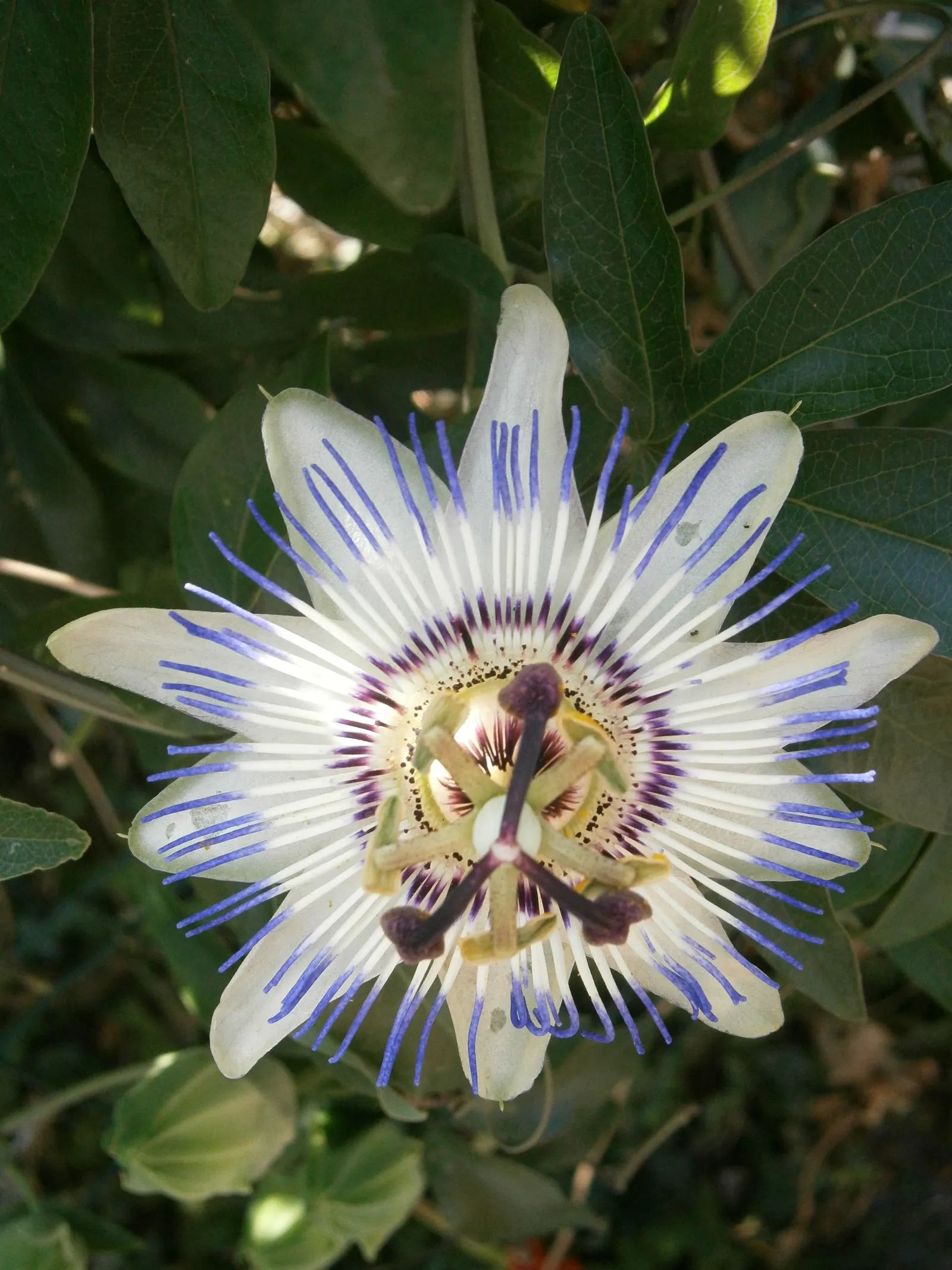 Blue Crown Passion Flower (Passiflora Caerulea) — Space at 6-8 feet intervals for optimal growth; which typically spans 3 to 4 inches across, image 77