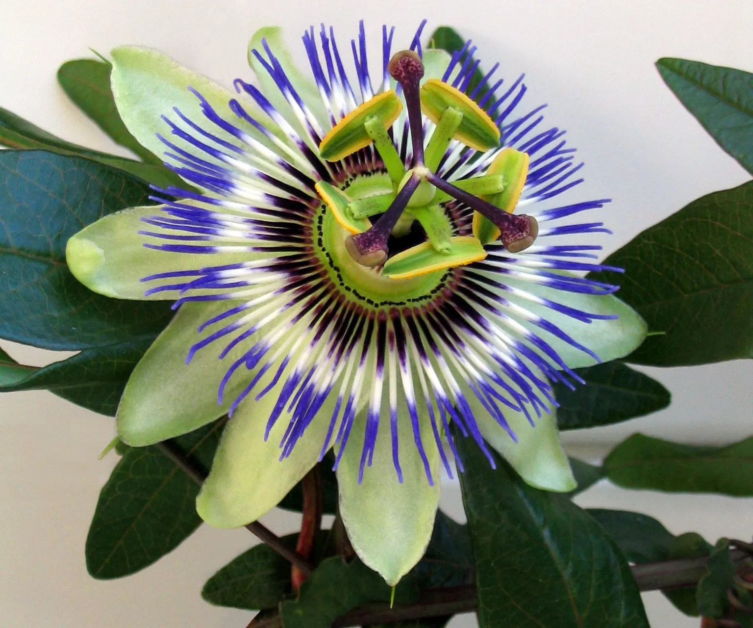 Blue Crown Passion Flower (Passiflora Caerulea) — vine for full; a living tapestry that will captivate onlookers and serve as a unique conversation, image 96