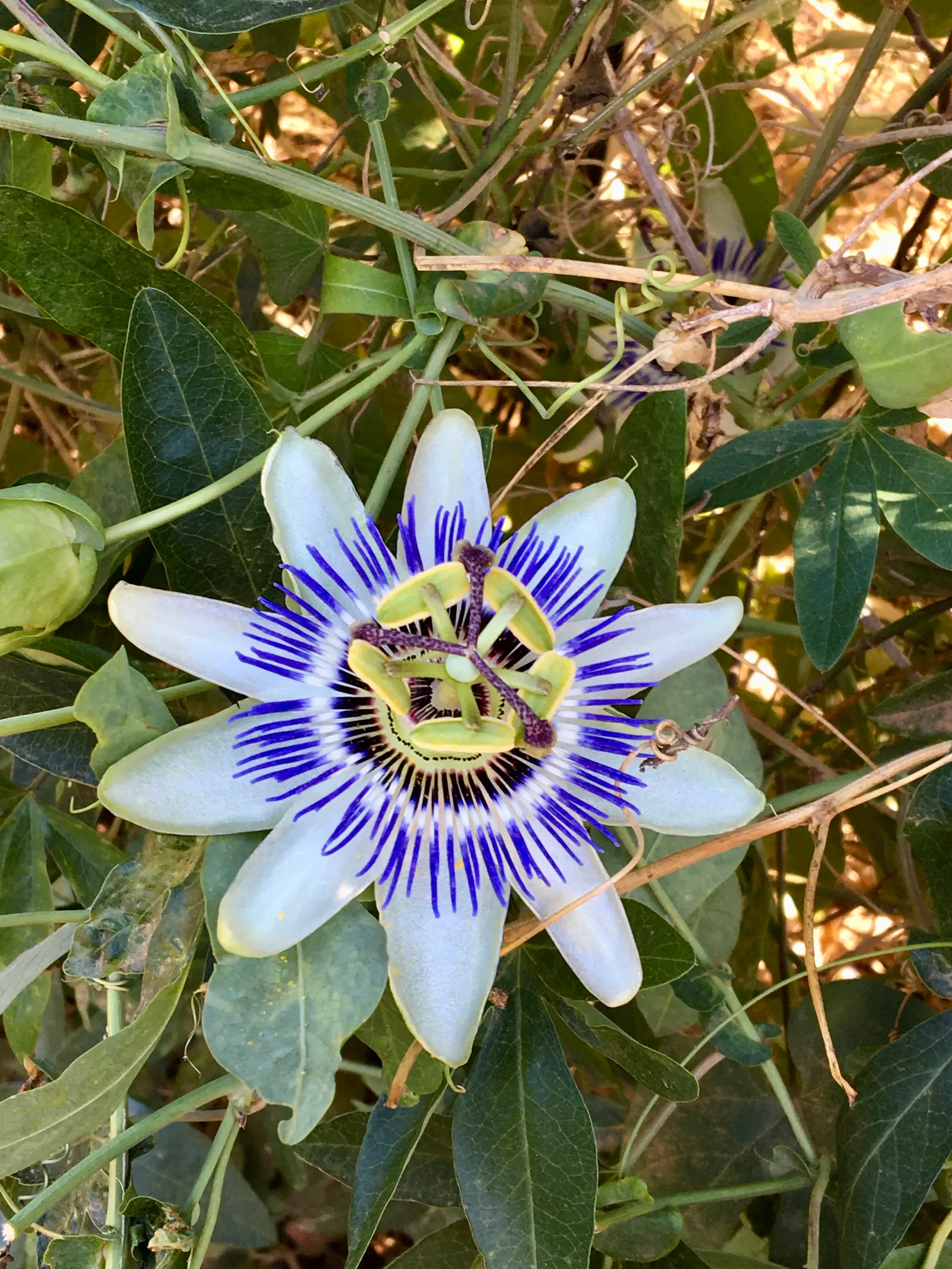 Blue Crown Passion Flower (Passiflora Caerulea) — presenting shades of blue to lavender; to encourage robust growth, maintain a soil pH range from 6.1 to 7.5