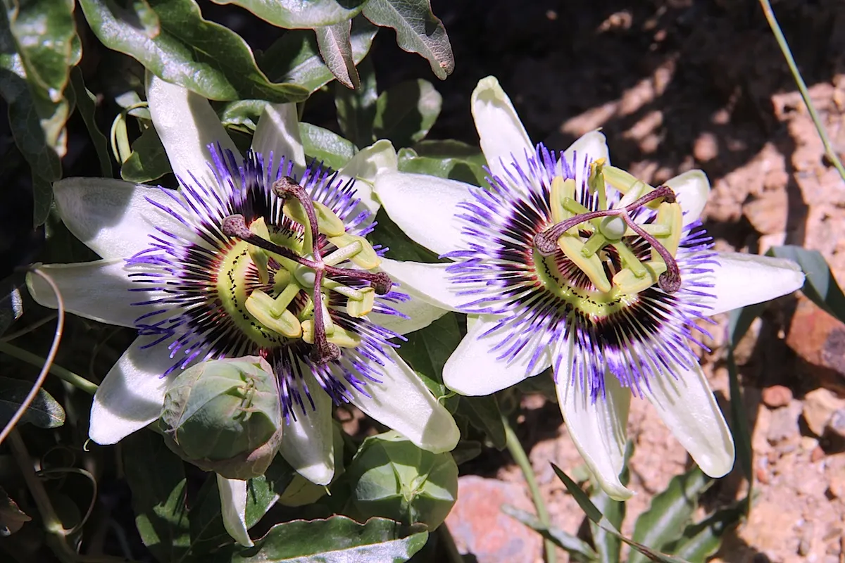 Blue Crown Passion Flower (Passiflora Caerulea) — A central crown of filaments gives rise to the common name; the flowers bloom from summer to, image 81