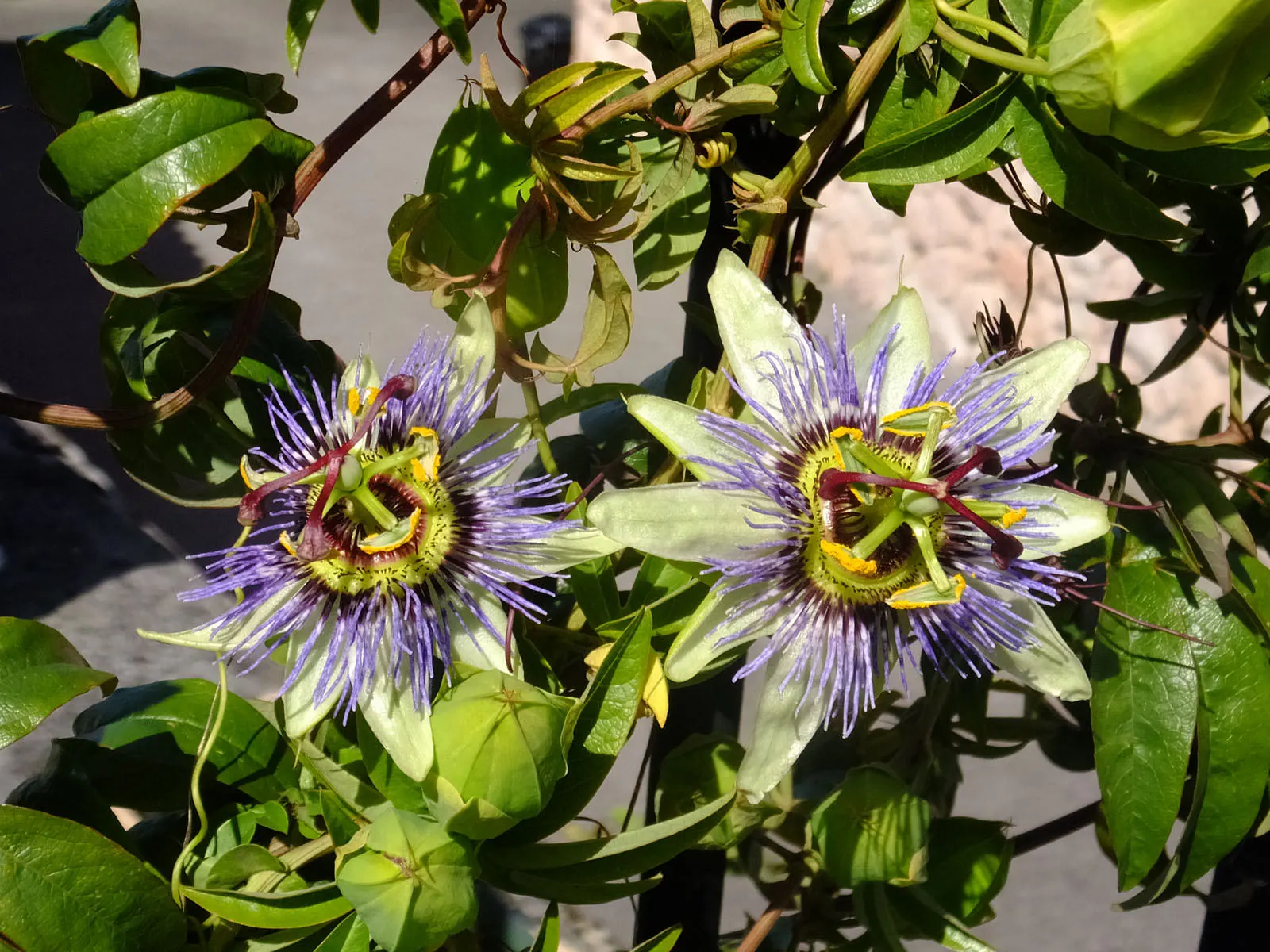 Blue Crown Passion Flower (Passiflora Caerulea) — Typical of vigorous climbers; these should be pruned if the focus is on promoting floral, image 92