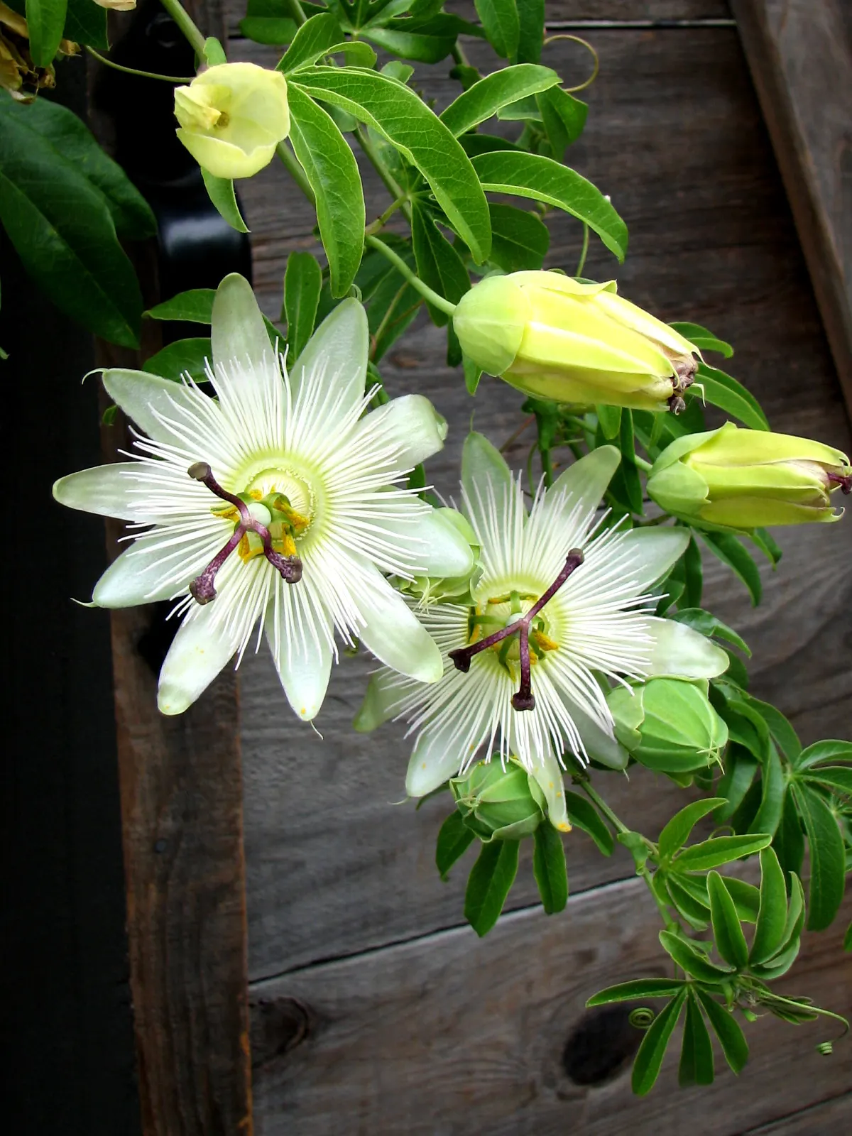 Blue Crown Passion Flower (Passiflora Caerulea) — is a perennial climbing vine renowned for its striking flowers and lush foliage; ovate fruit, image 78