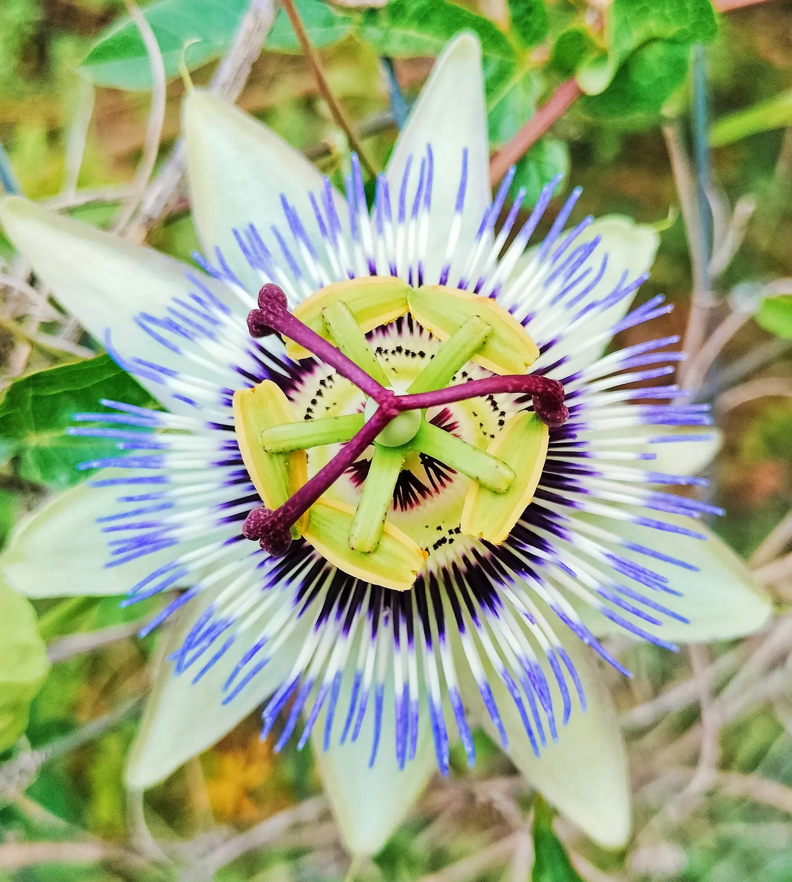 Blue Crown Passion Flower (Passiflora Caerulea) — surrounded by a ring of white petals and sepals that mimic a ruffled collar