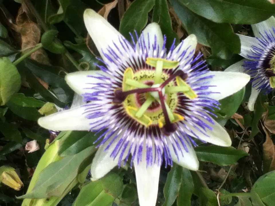 Blue Crown Passion Flower (Passiflora Caerulea) — which typically spans 3 to 4 inches across; space at 6-8 feet intervals for optimal growth, image 56