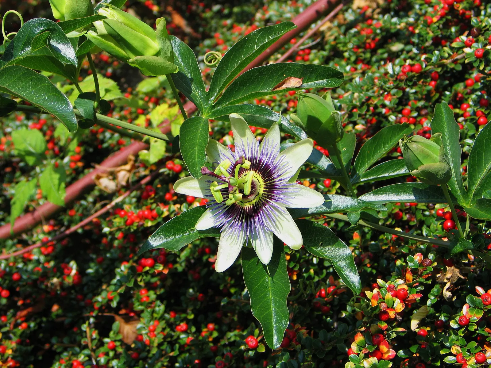 Blue Crown Passion Flower (Passiflora Caerulea) — With its striking blue-and-white flowers spanning 4 inches across, it blooms from summer to fall, image 74