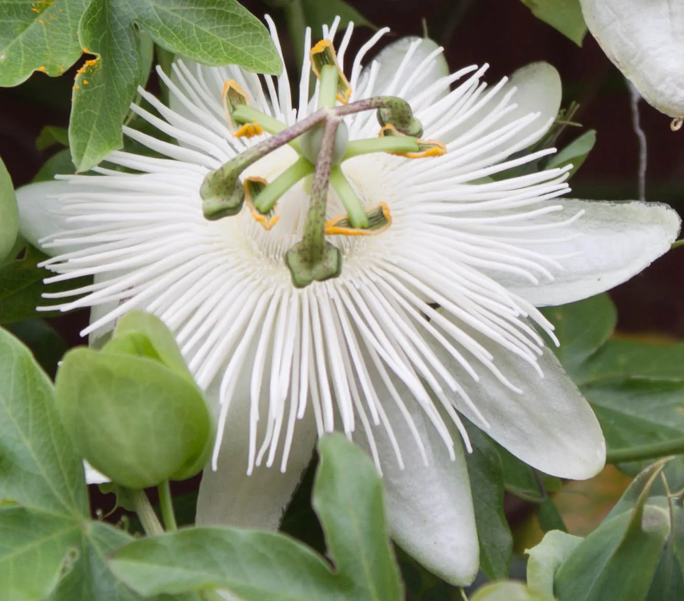 Blue Crown Passion Flower (Passiflora Caerulea) — blue and multi-colored and purple and white flowers in the garden