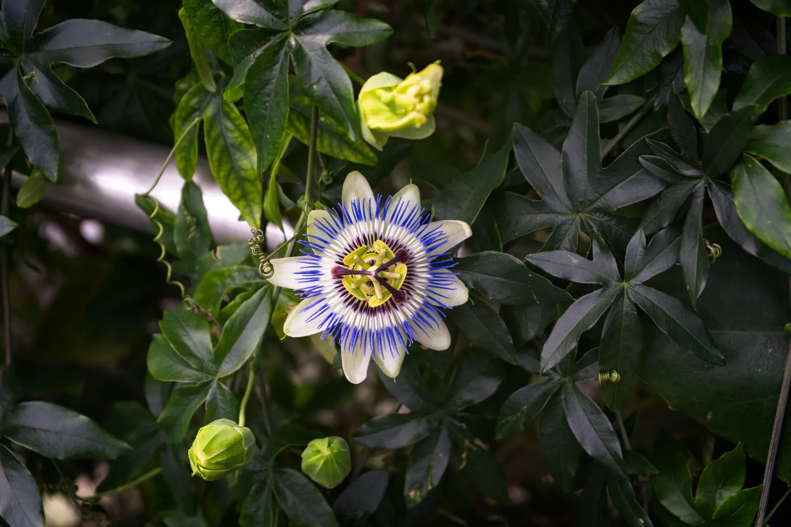 Blue Crown Passion Flower (Passiflora Caerulea) — These should be pruned if the focus is on promoting floral abundance.<br><br>Hardy in USDA zones 7 to 10