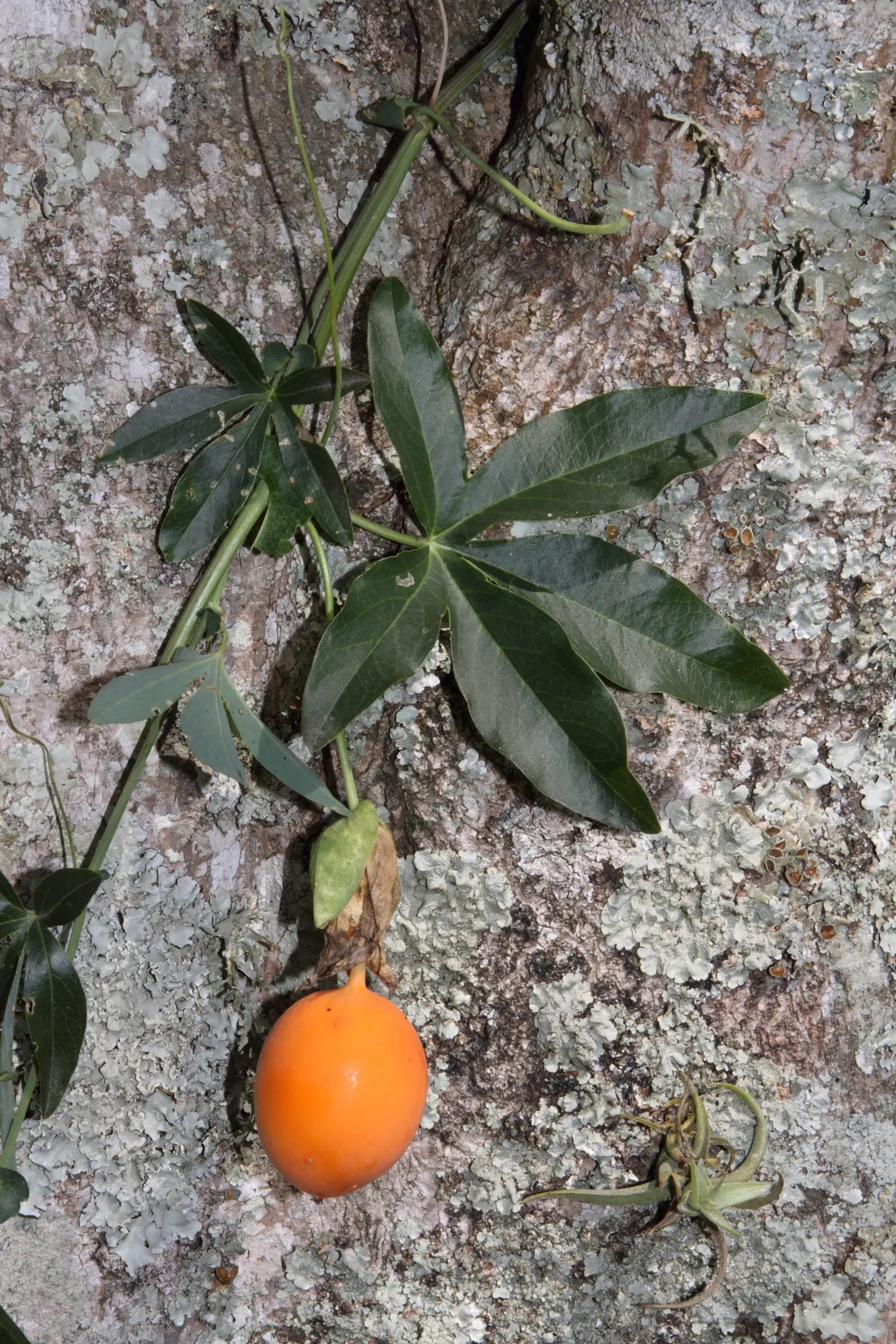 Blue Crown Passion Flower (Passiflora Caerulea) — although it is generally not considered palatable due to a rather bland taste