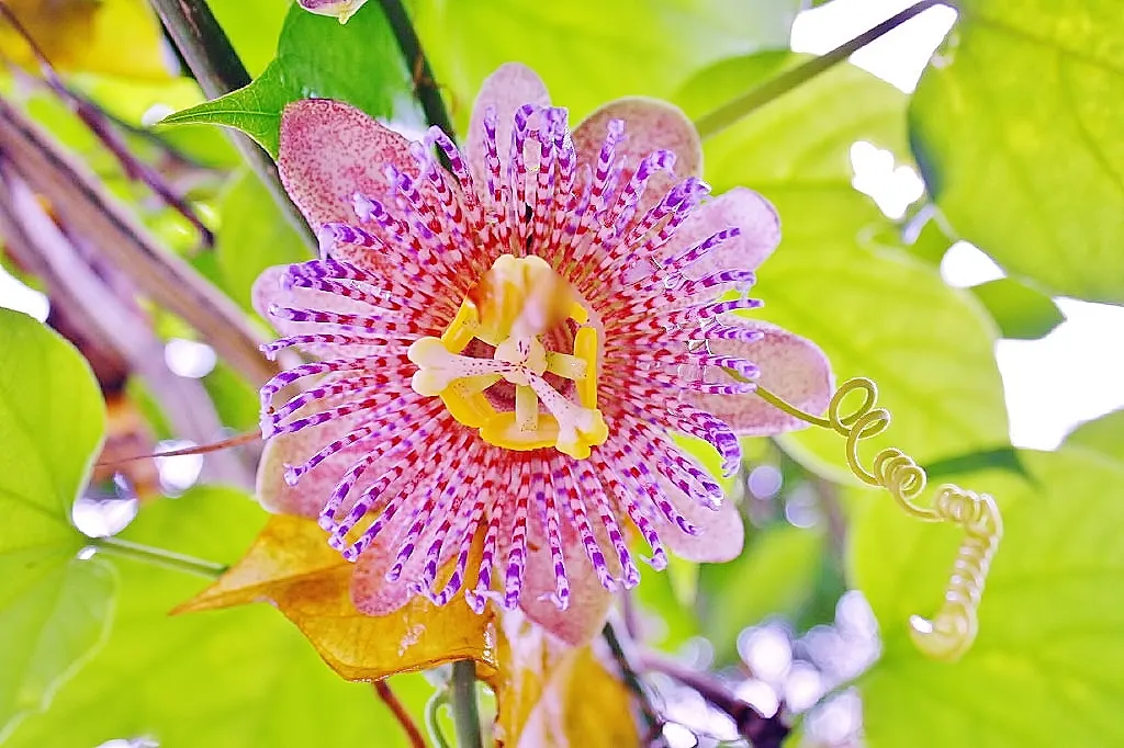 Blue Crown Passion Flower (Passiflora Caerulea) — providing an extended display of exotic beauty.<br><br>Additionally; although it is generally not, image 61
