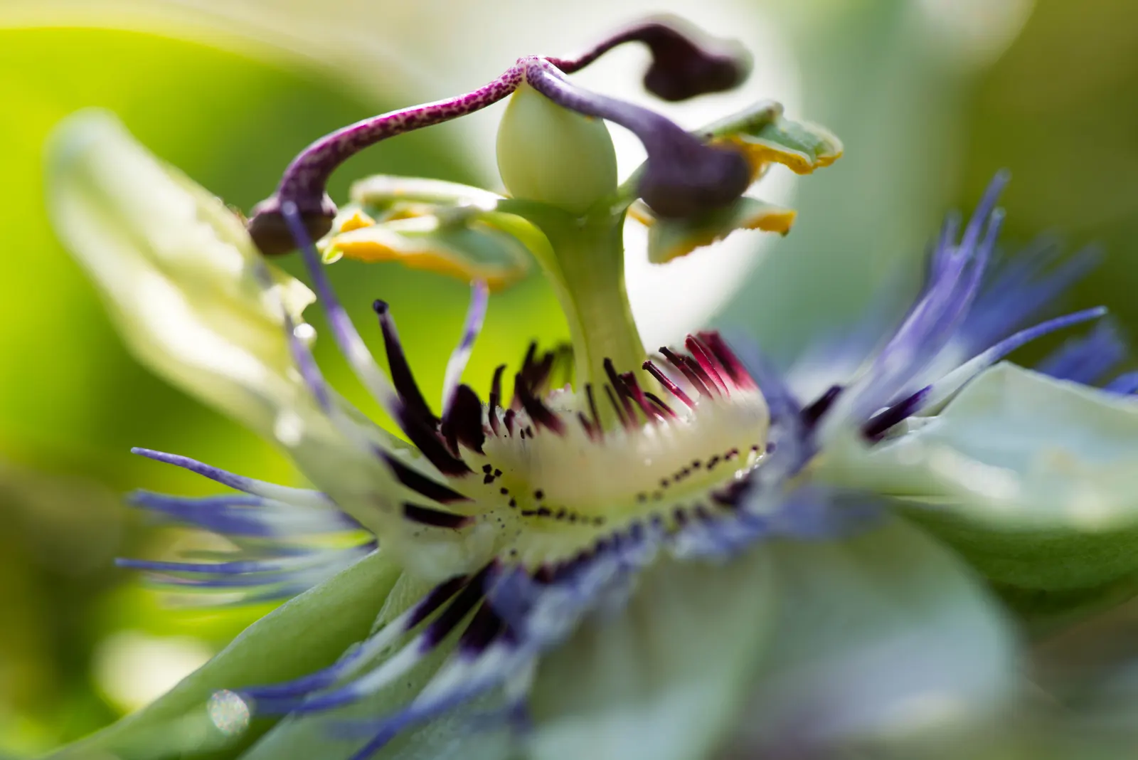 Blue Crown Passion Flower (Passiflora Caerulea) — this species produces orange; vine with blue and multi-colored and purple and white blooms, image 86