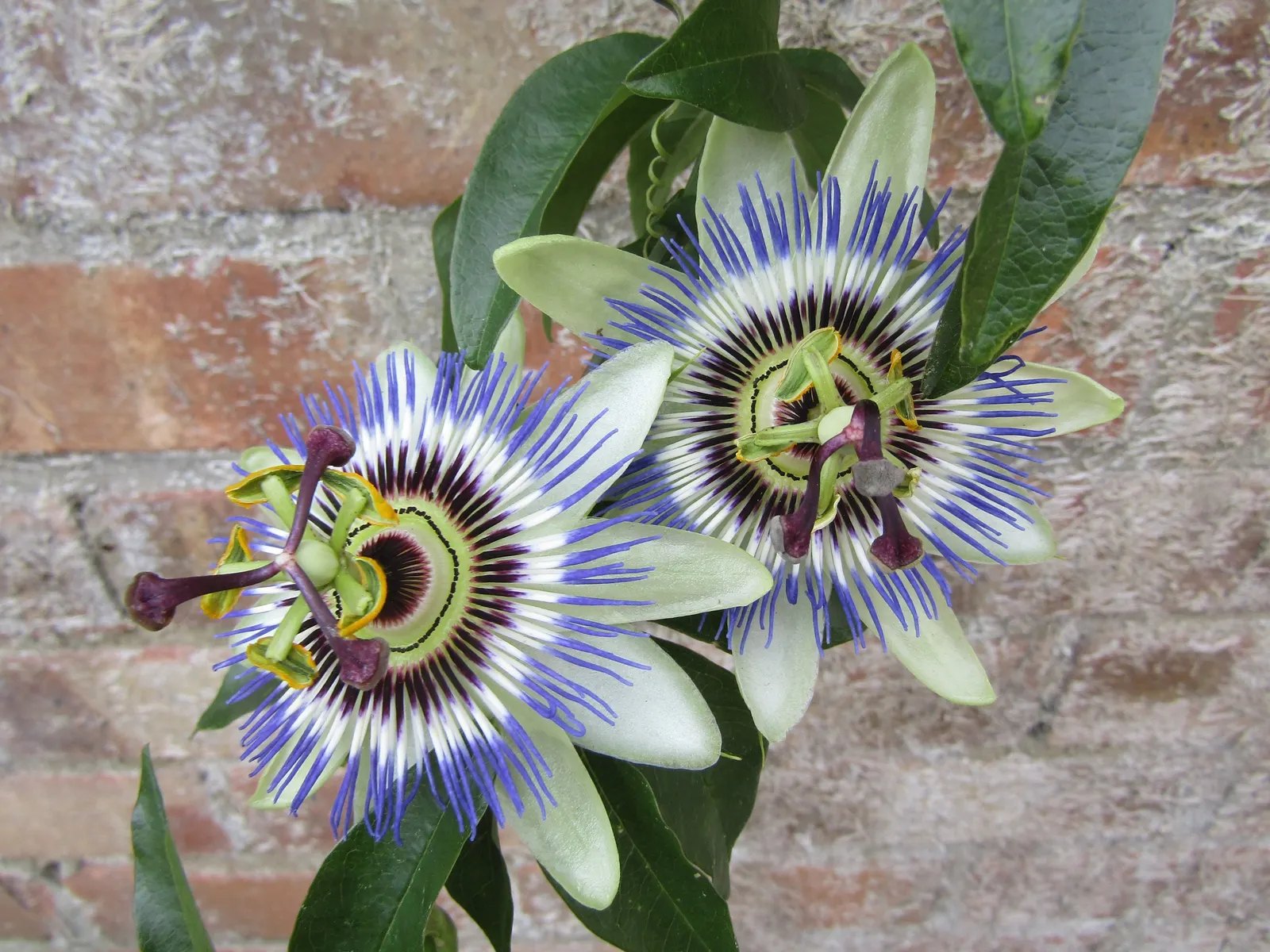 Blue Crown Passion Flower (Passiflora Caerulea) — A central crown of filaments gives rise to the common name; the flowers bloom from summer to early fall